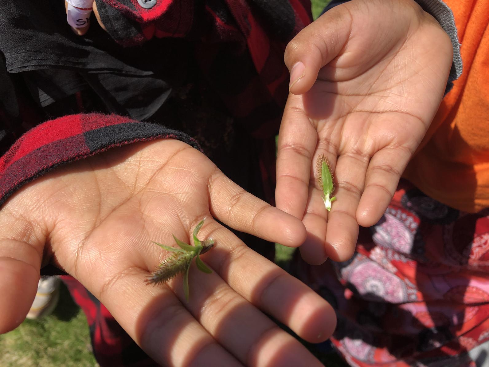 Willow flowers