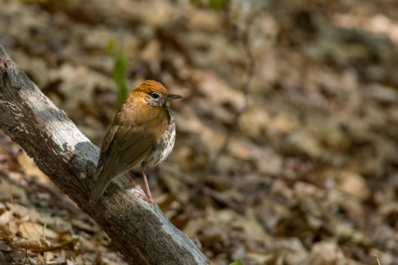 Wood Thrush