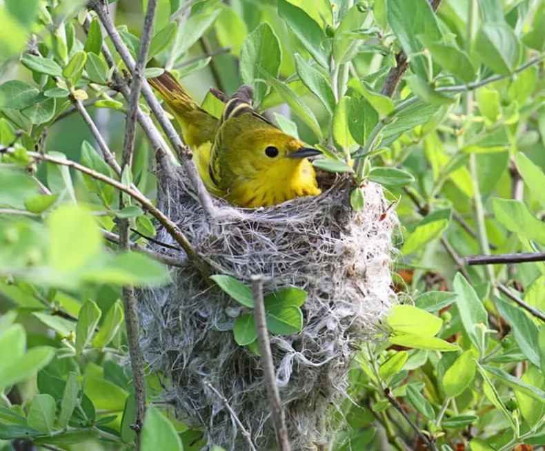A Yellow Warbler sitting inside its fibrous cup nest built with fine grasses, twigs, and animal fur. 