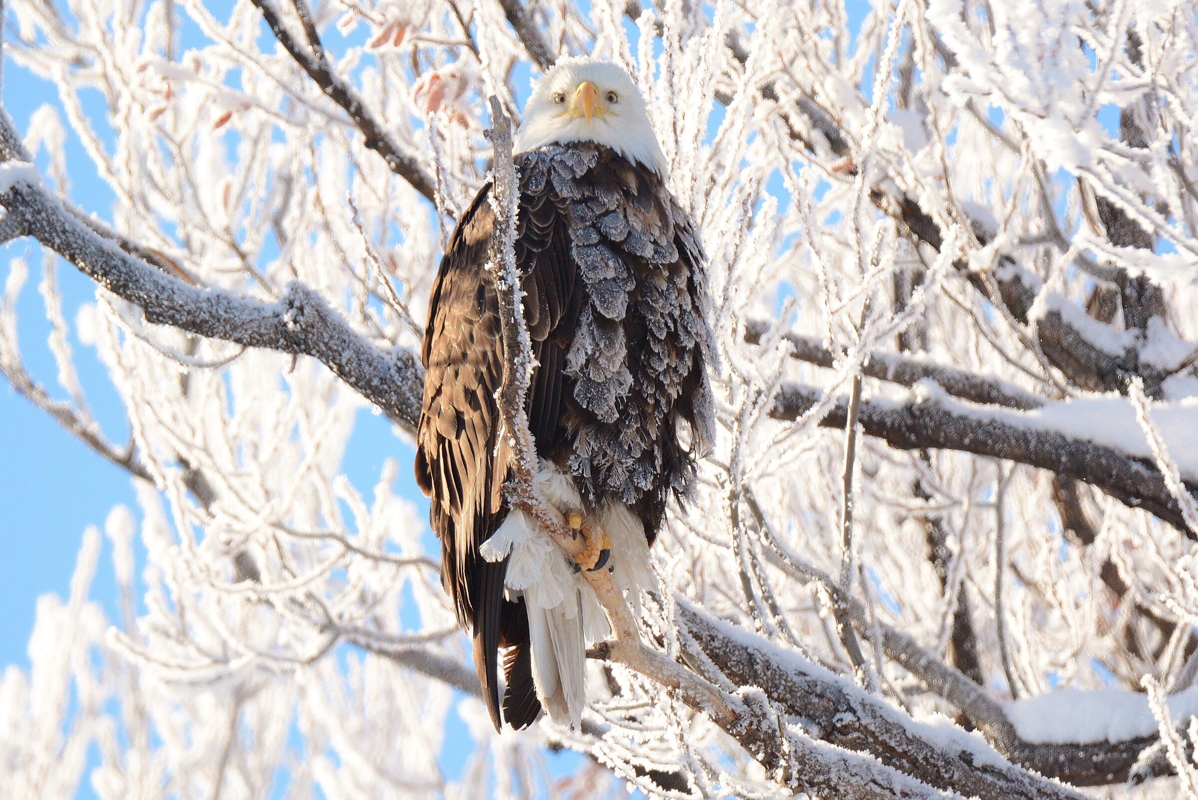 An adult Bald Eagle perches on a frost-covered branch. Ice and snow coat the tree branches in the background.