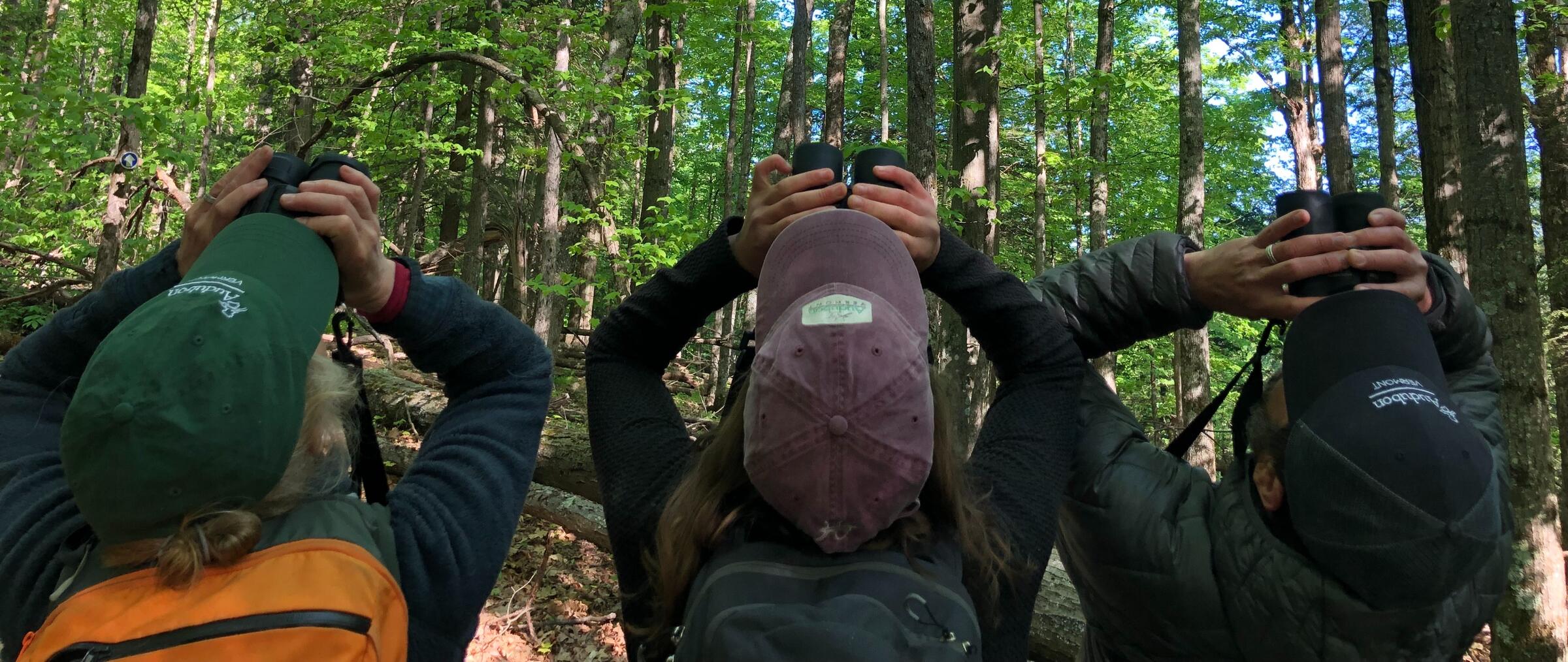 Three birders in Audubon Vermont hats search for birds with binoculars