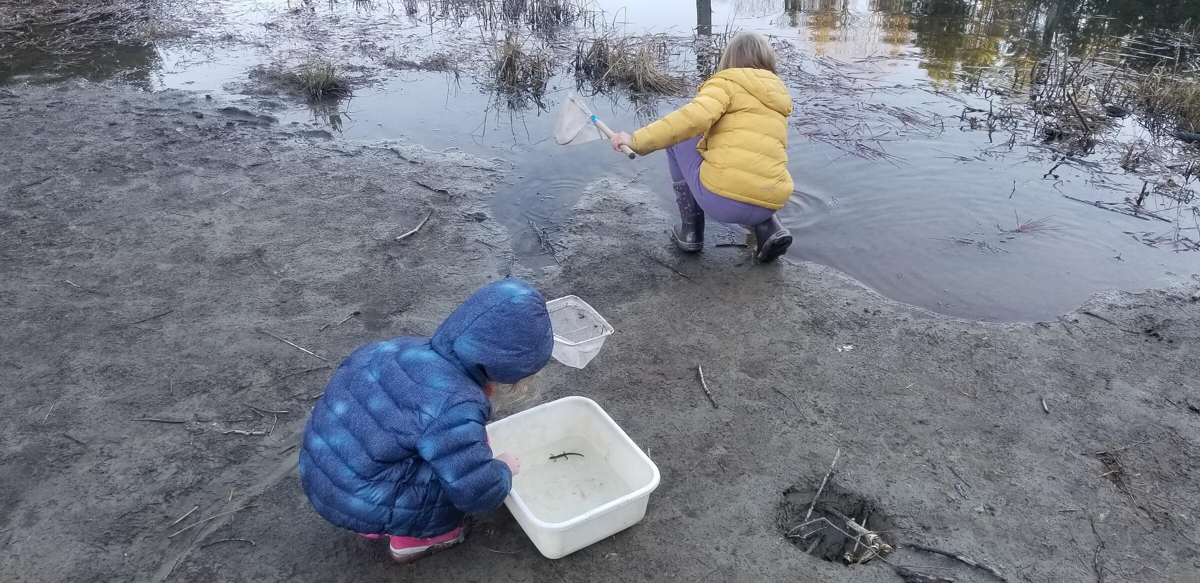 Two kids squatting in mud on the edge of a pond. One is looking at a salamander in a bin of water and the other holds a net and is reaching into the pond.