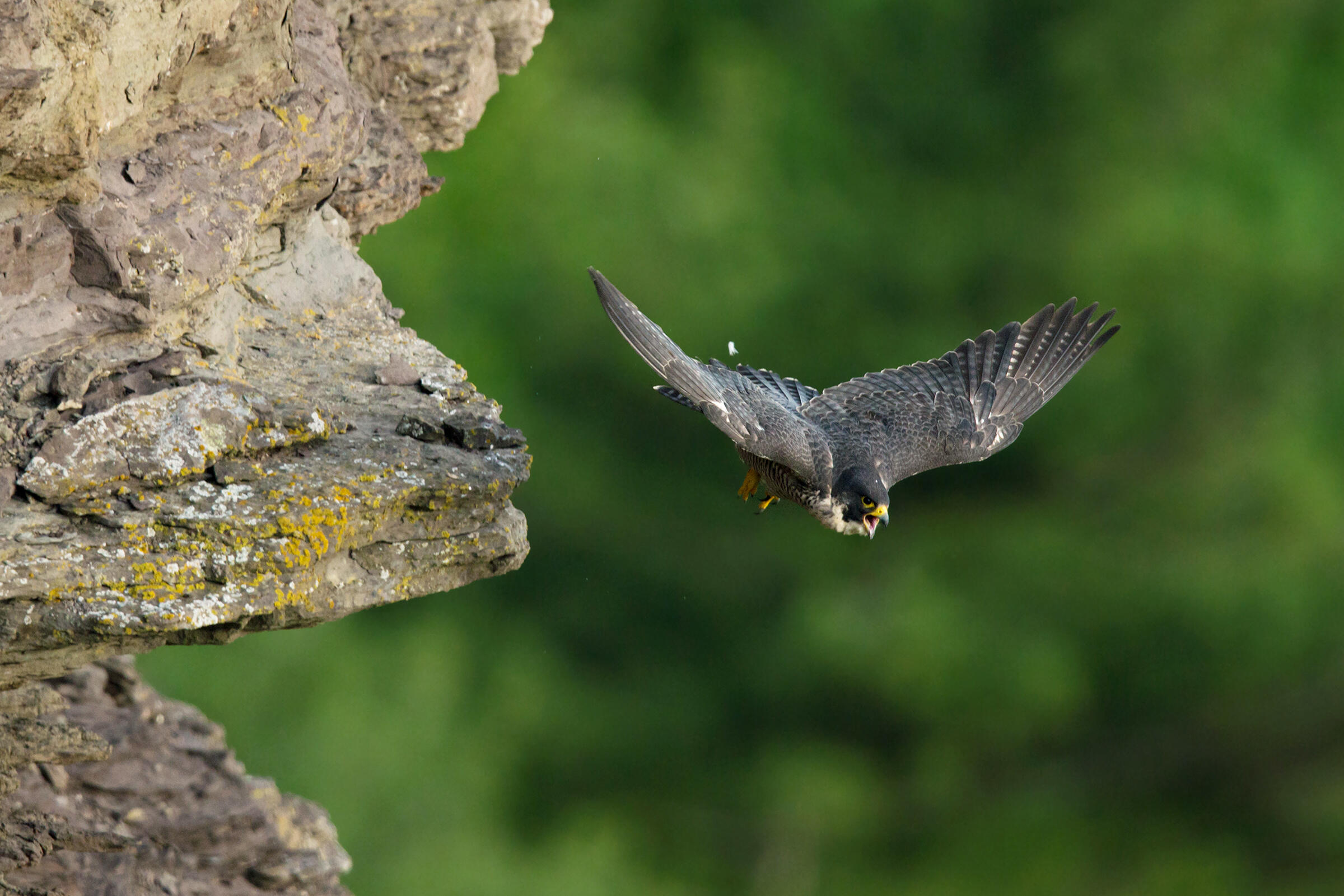 Peregrine falcon flies off from cliff face