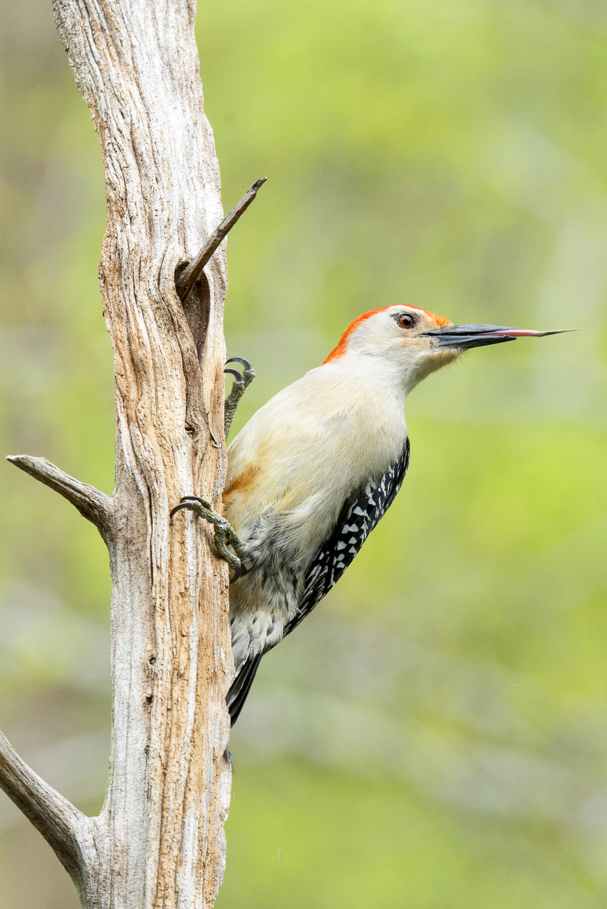A Red-bellied Woodpecker feeds on a small snag.