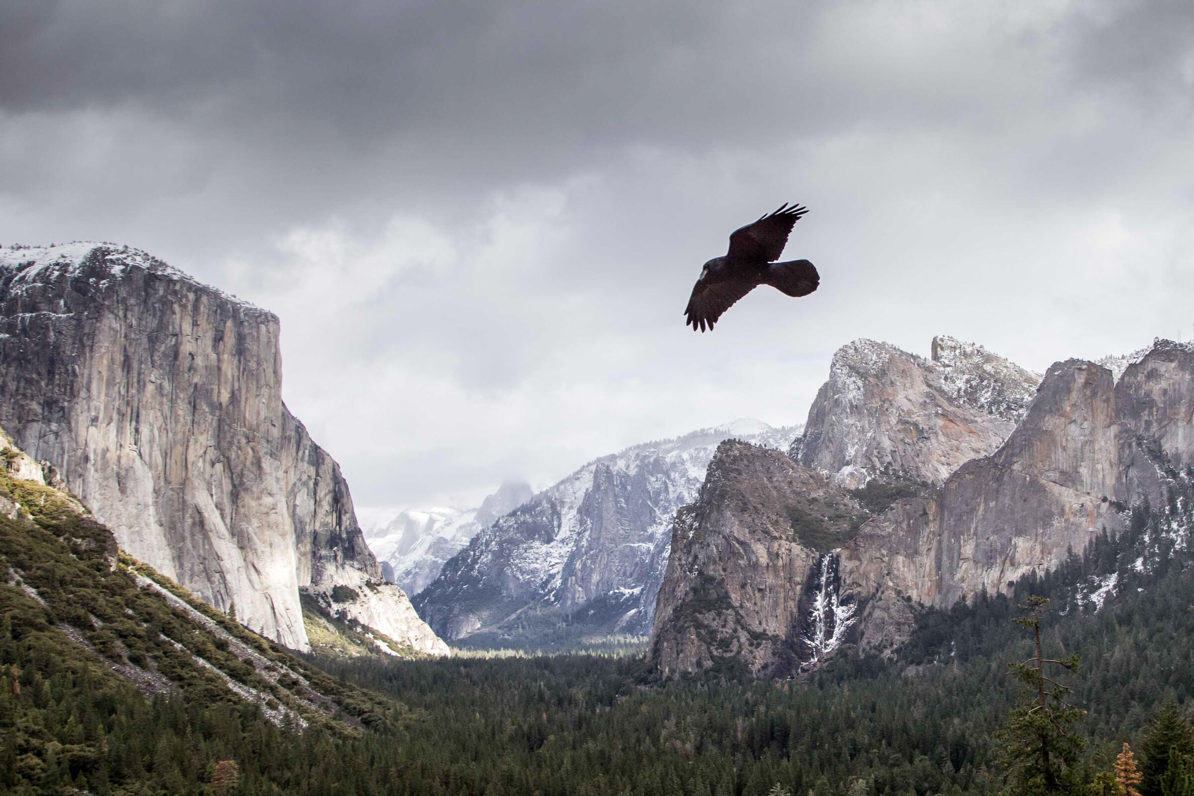 raven flying over Yosemite