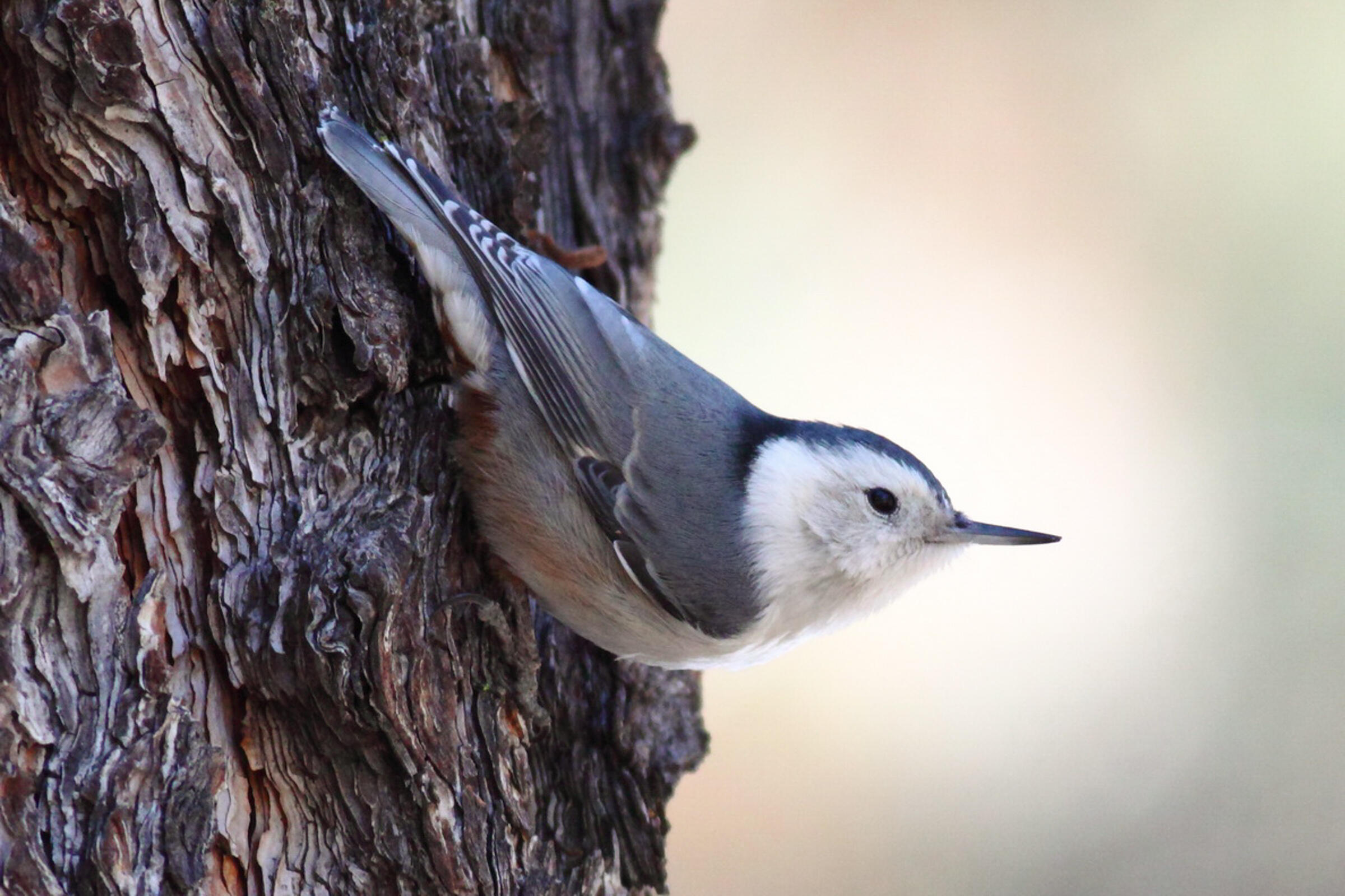 A White-breasted Nuthatch descends the trunk of a tree. 