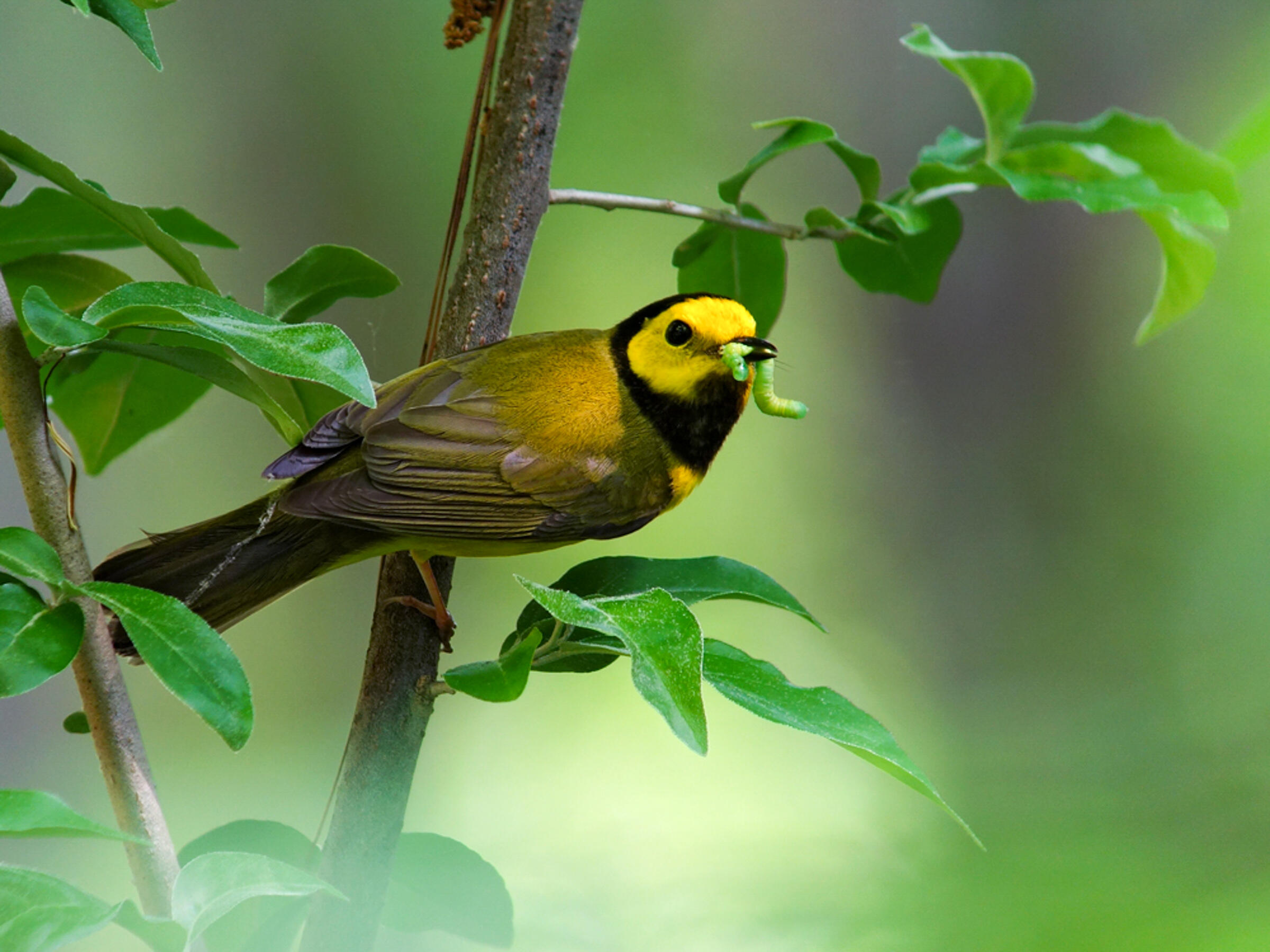 A black and yellow Hooded Warbler holds a fat, juicy caterpillar.