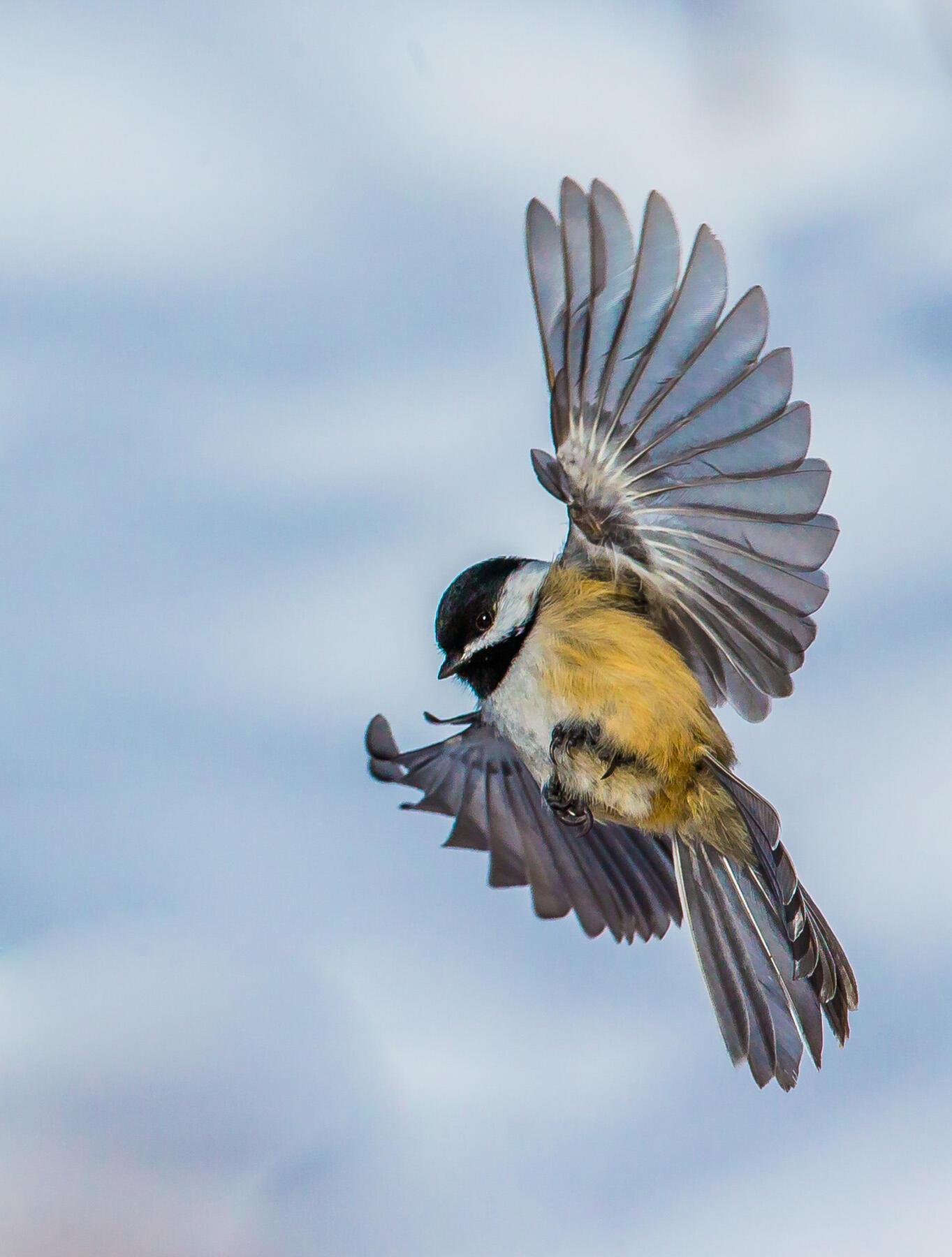 A Black-capped Chickadee extends its wings to land on a branch. 