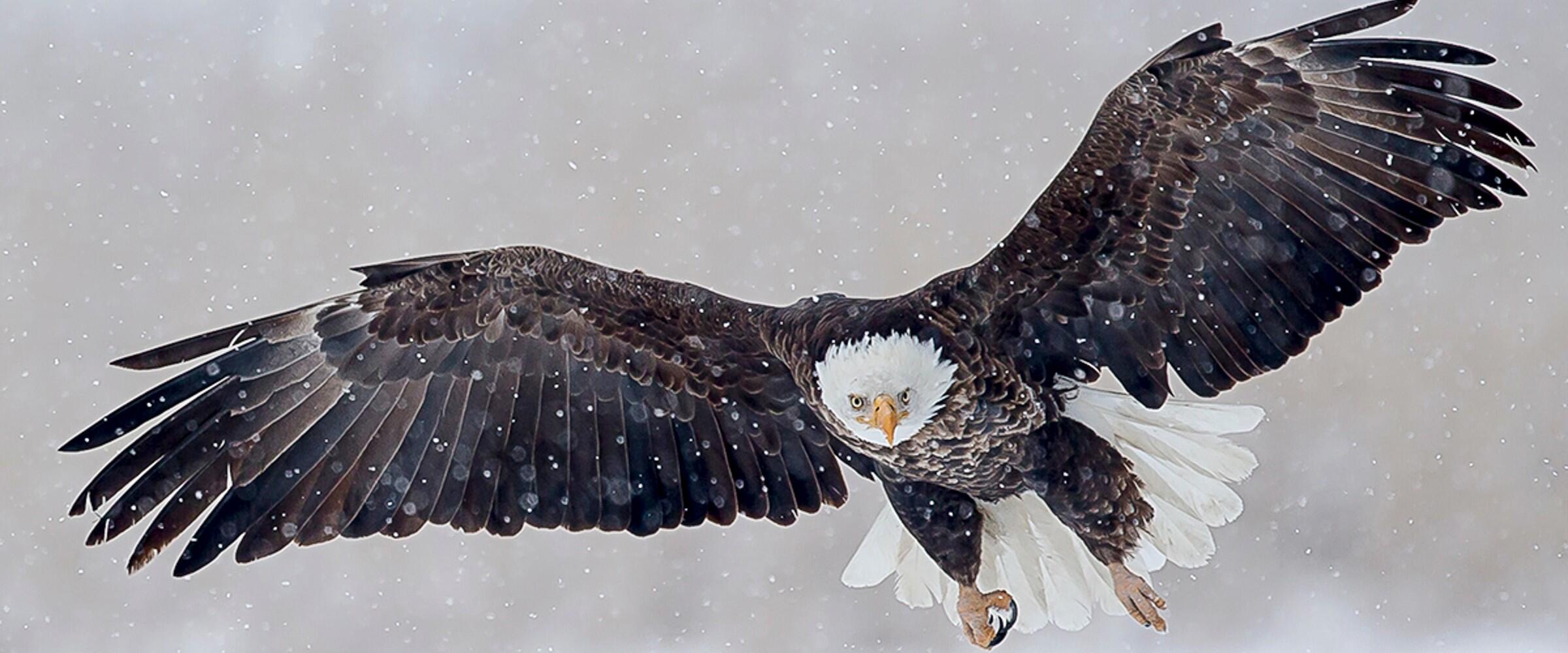 A Bald Eagle flying through snow. 
