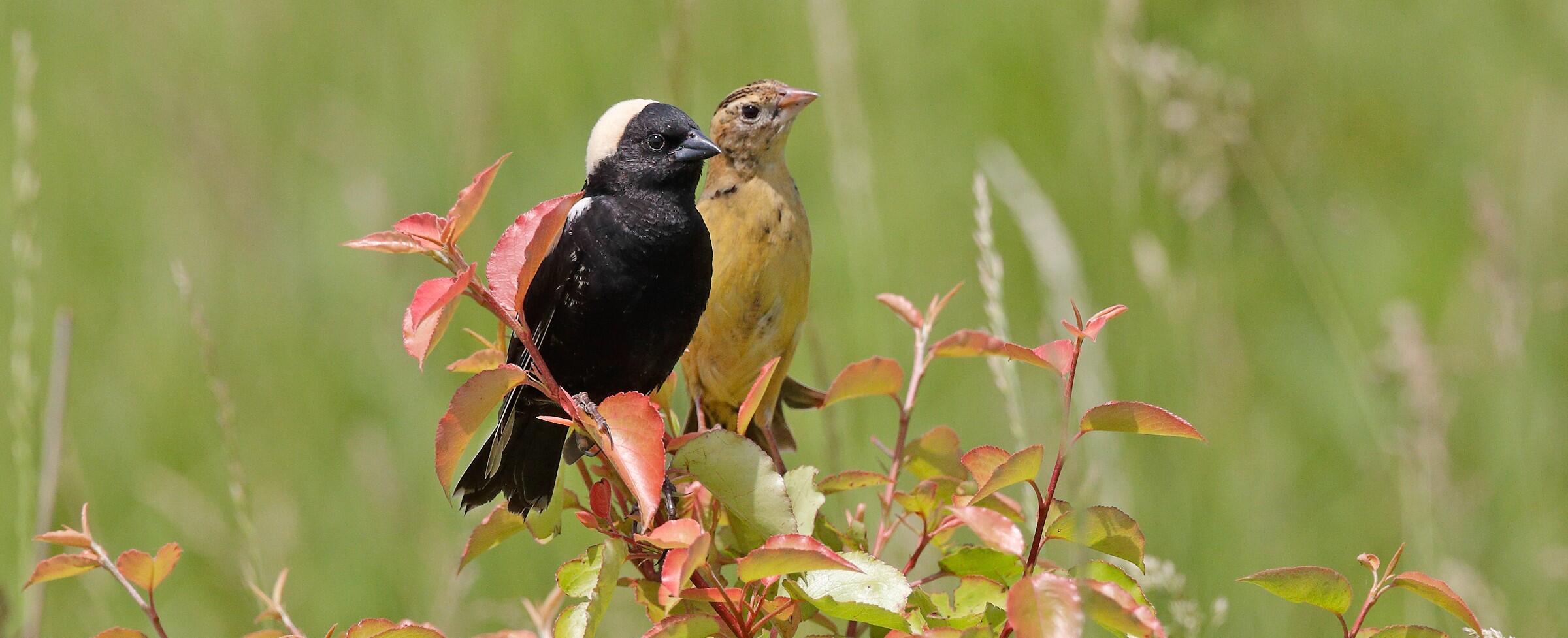 A male and female Bobolink perched together on a shrub