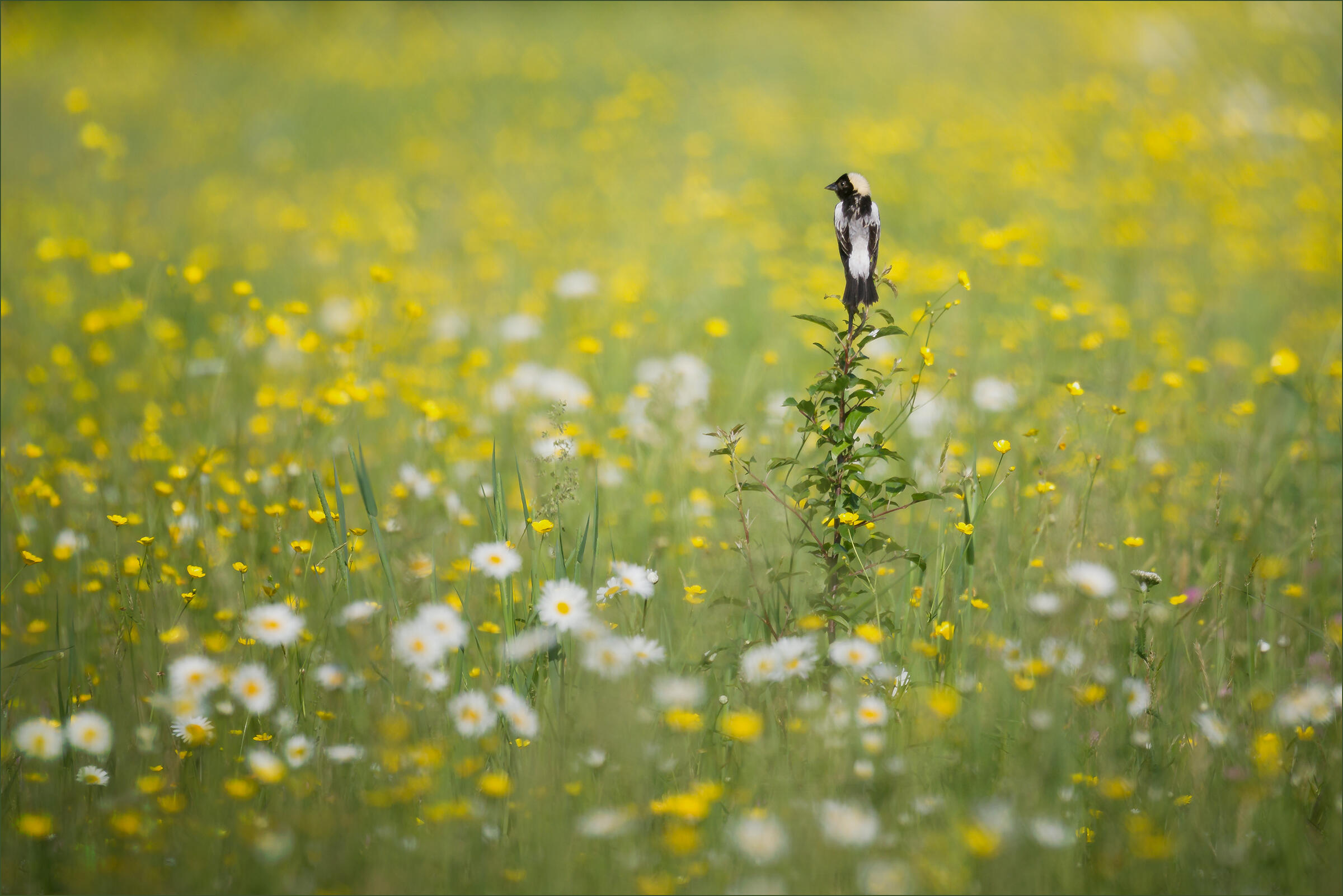 Male Bobolink in a flowery field.