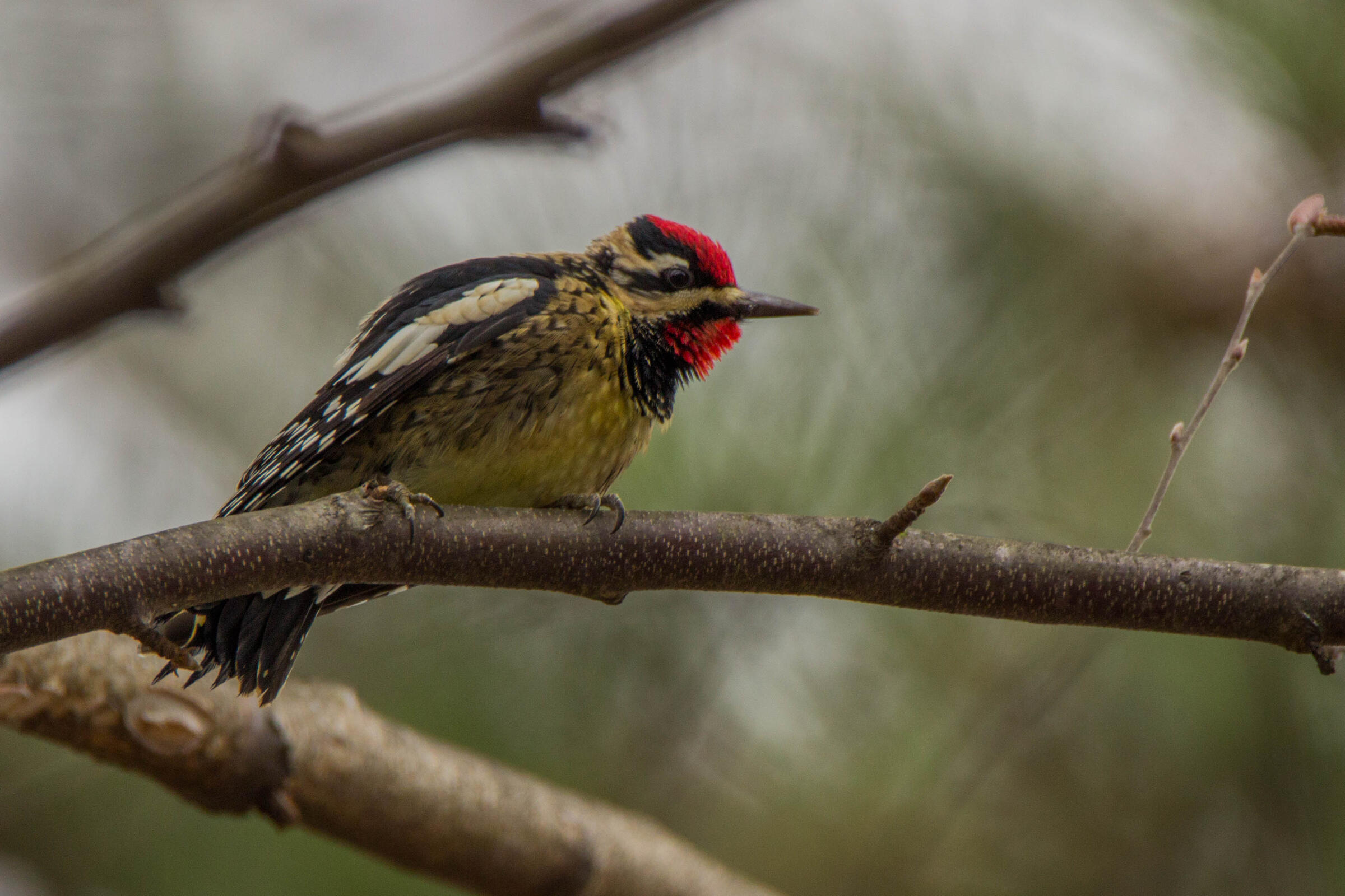 Birds of the (Sugar)bush: Yellow-bellied Sapsucker | Audubon Vermont