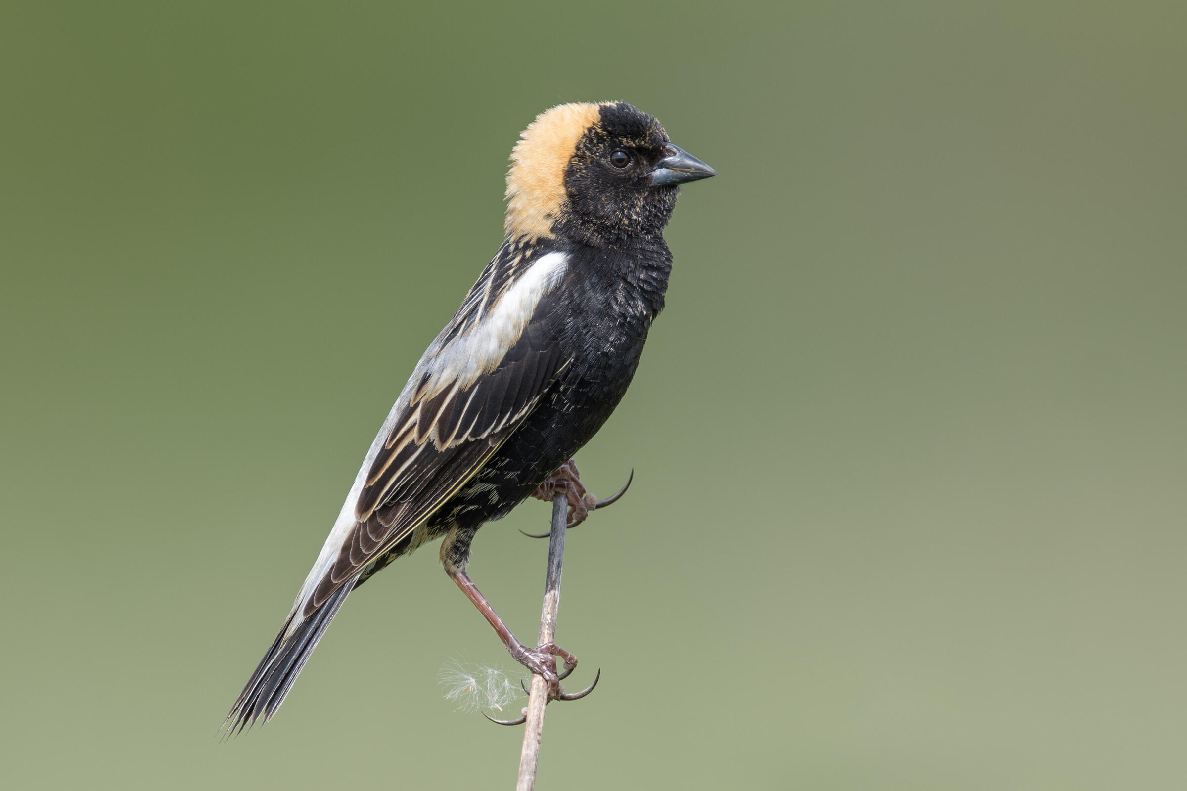 Male Bobolink (black, white and yellow bird) perched on a stem