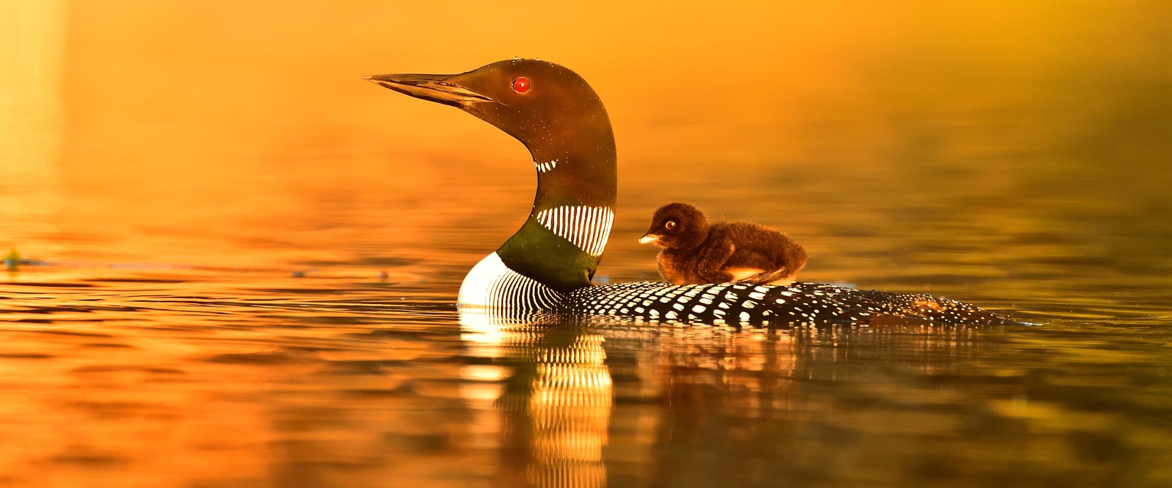 A loon chick rides on its parents back through the water. The image has a soft golden hour glow.