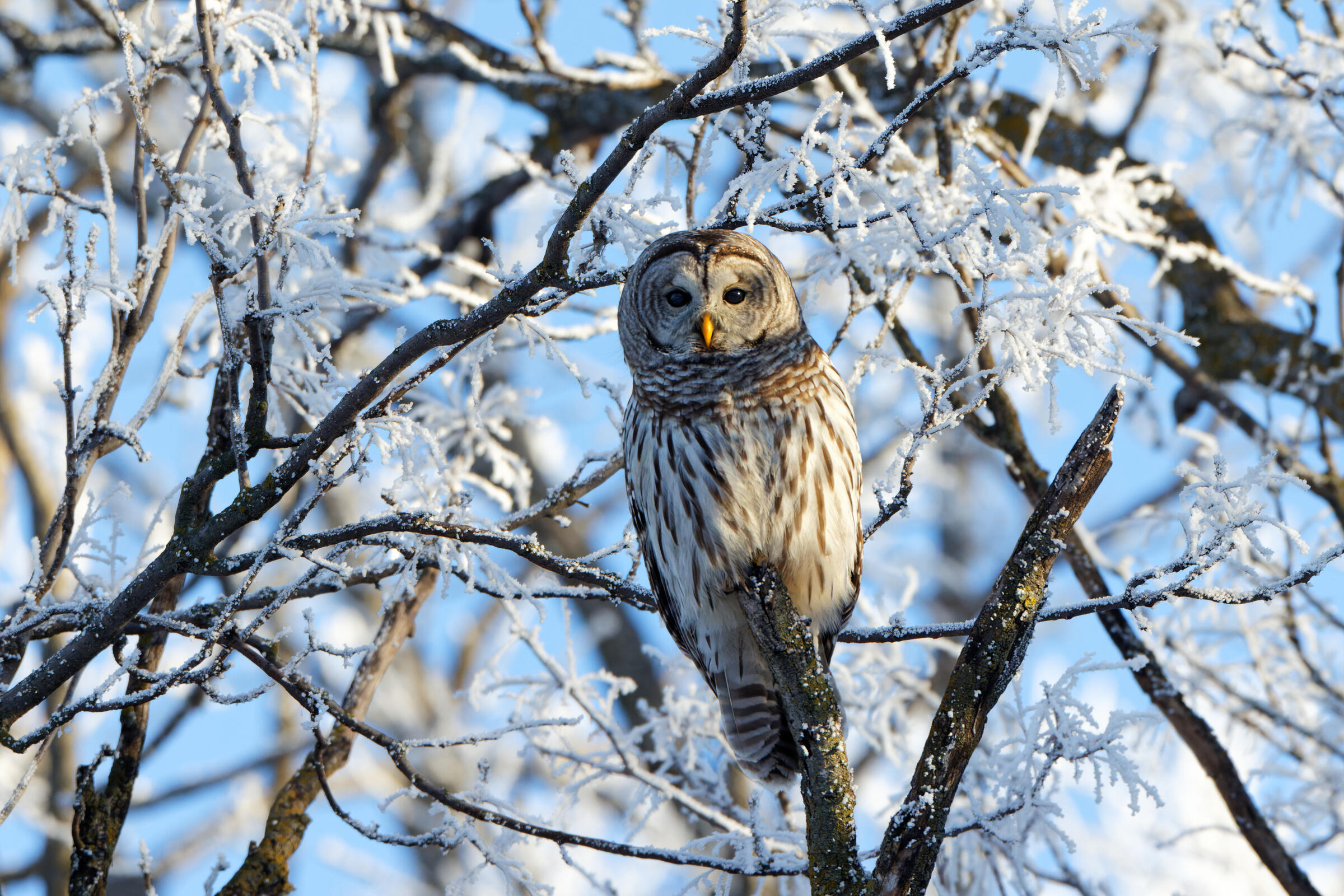 A Barred Owl rest on a snow-covered tree.