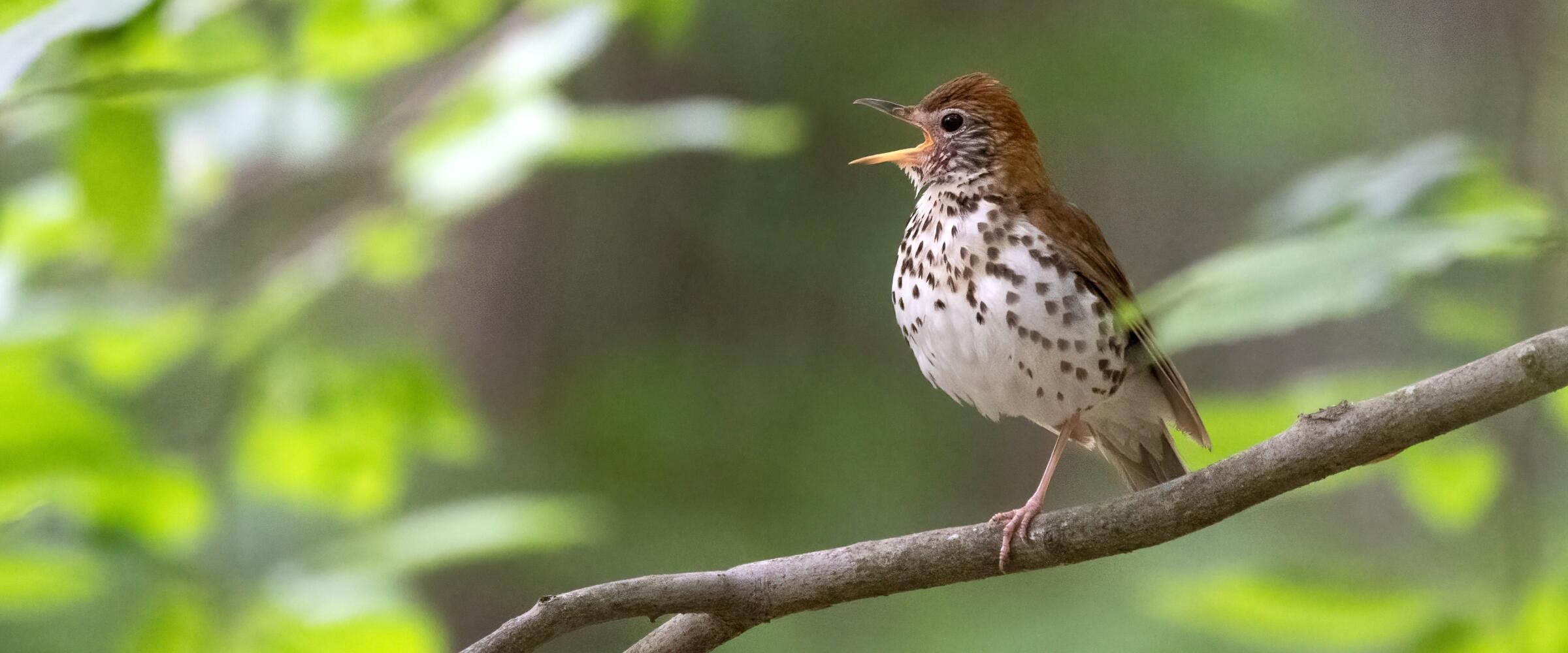 A wood thrush perched on a branch, singing. 