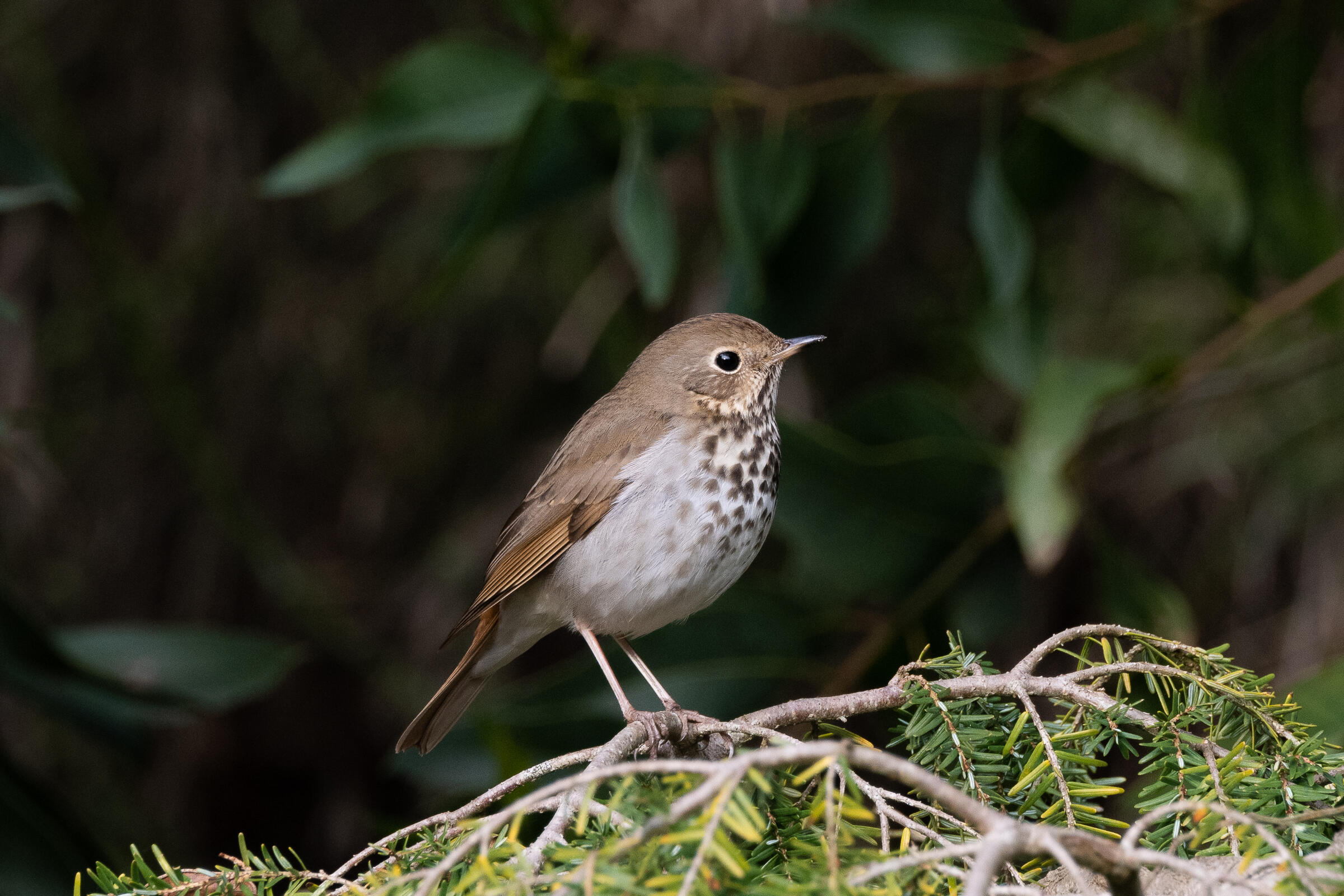 A Hermit Thrush perched on top of evergreen branches.