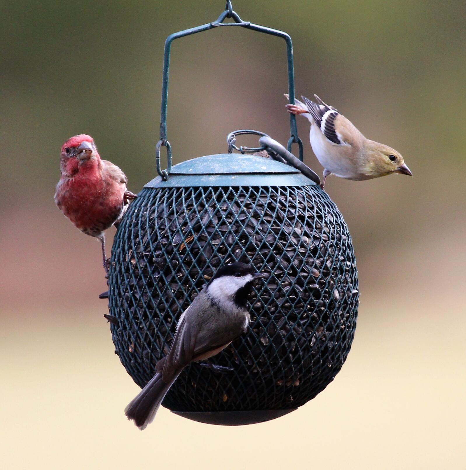 American Goldfinch, House Finch, and Black-capped Chickadee on a birdfeeder.