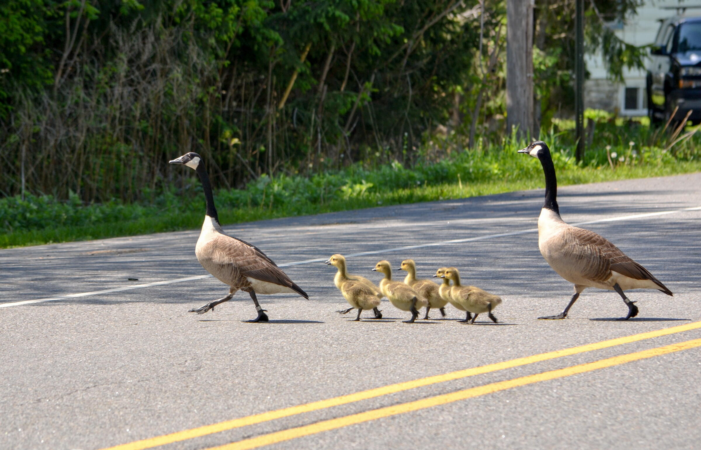 Canada Goose adults shepherd their 5 goslings across a road.