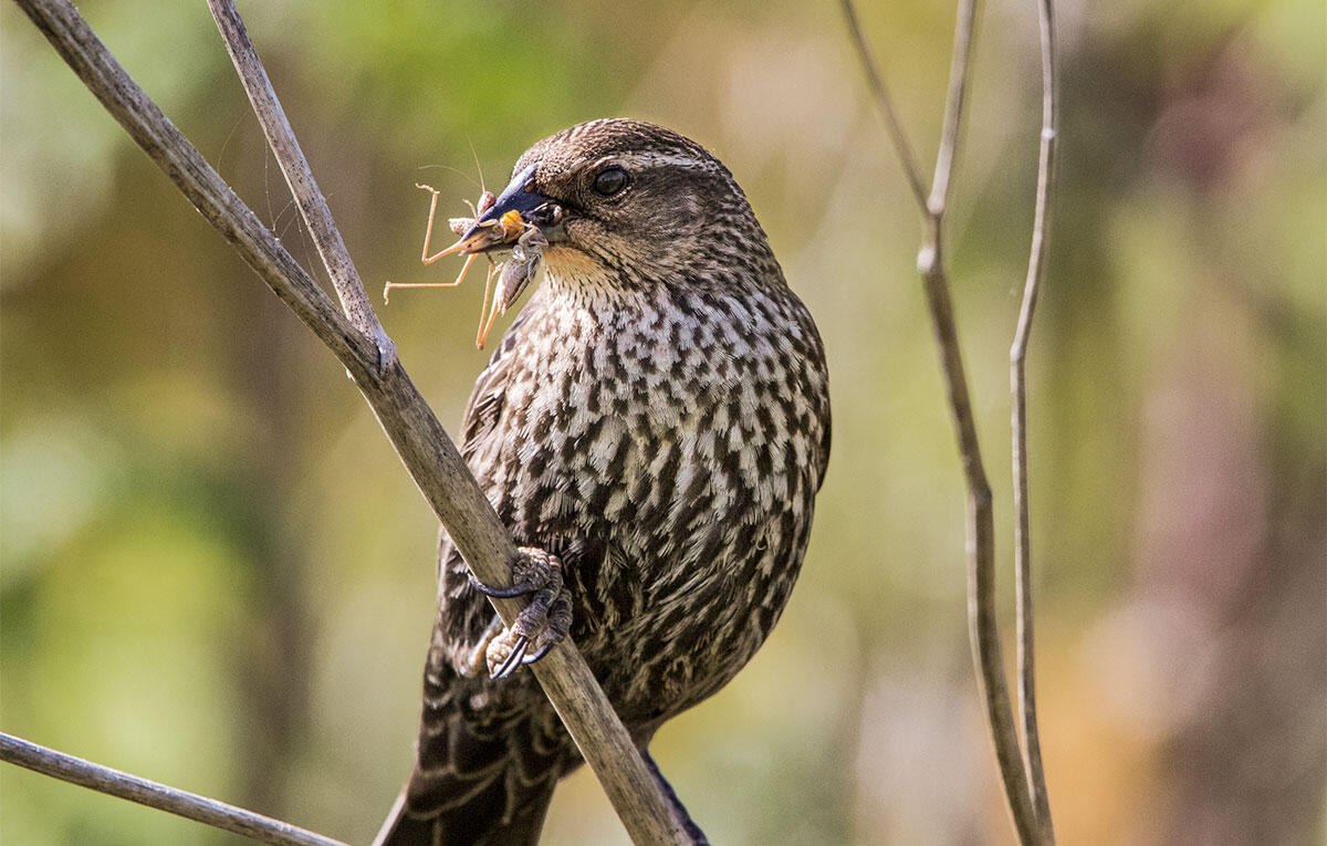 Female Red-winged Blackbird holds an insect in her beak.