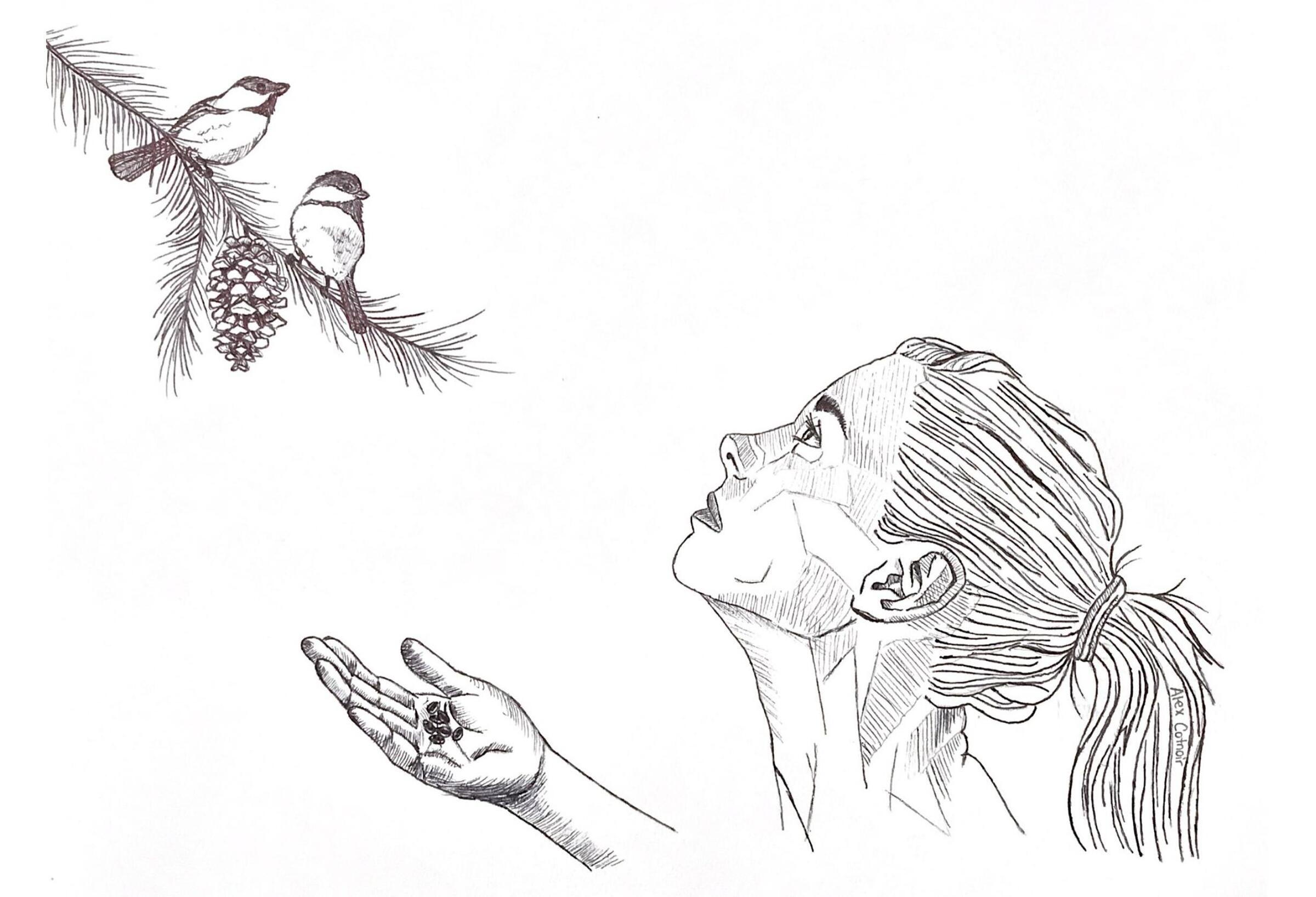 Pen and ink drawing of hand-feeding Black-capped Chickadees.