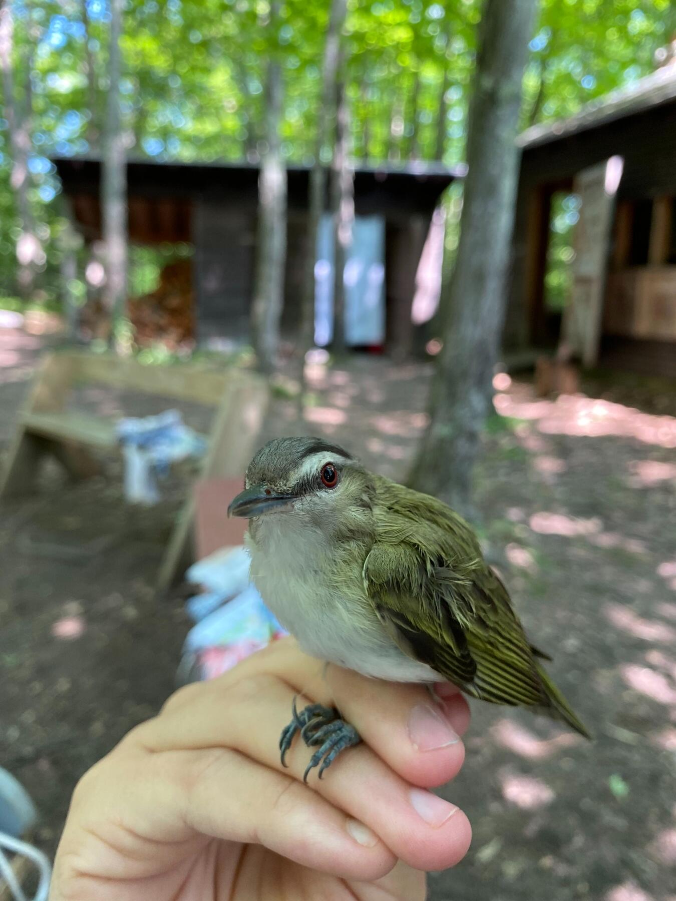 Bird banding a Red-eyed Vireo at the Green Mountain Audubon Center.