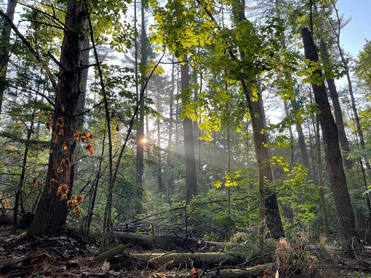 Early morning sun rising over the forest.