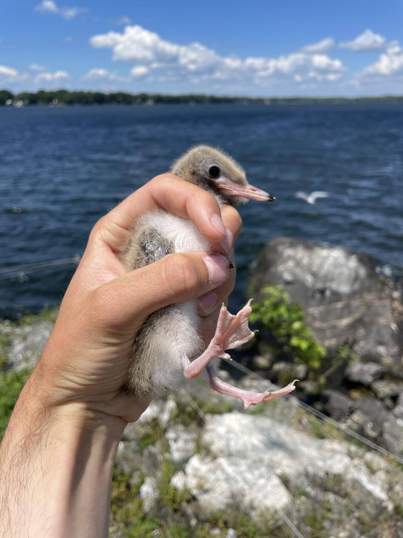 Forest Conservation Intern Jacob Crawford holds a Common Tern chick.
