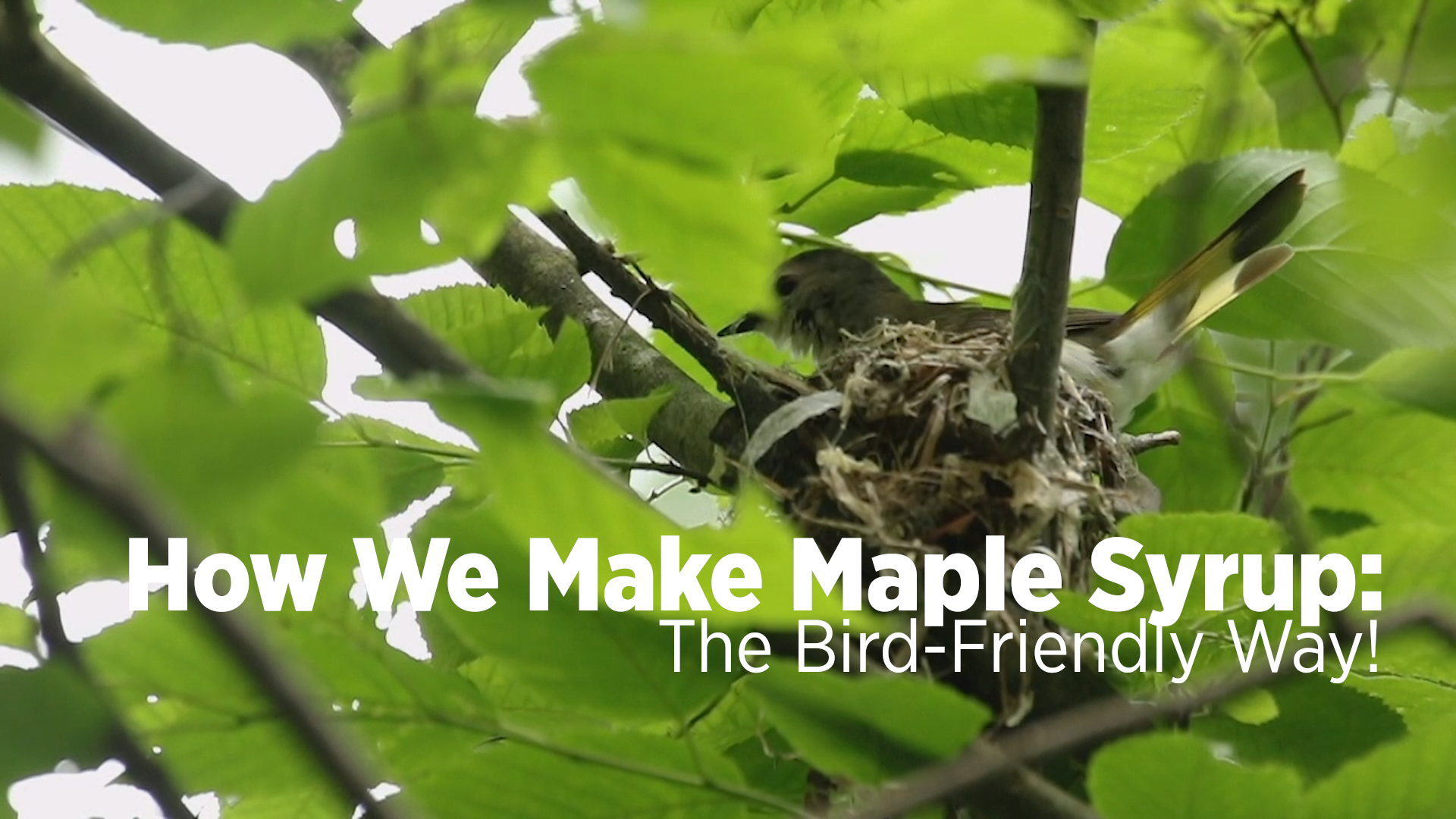 American Redstart in a nest with text "How We Make Maple Syrup: The Bird-Friendly Way"