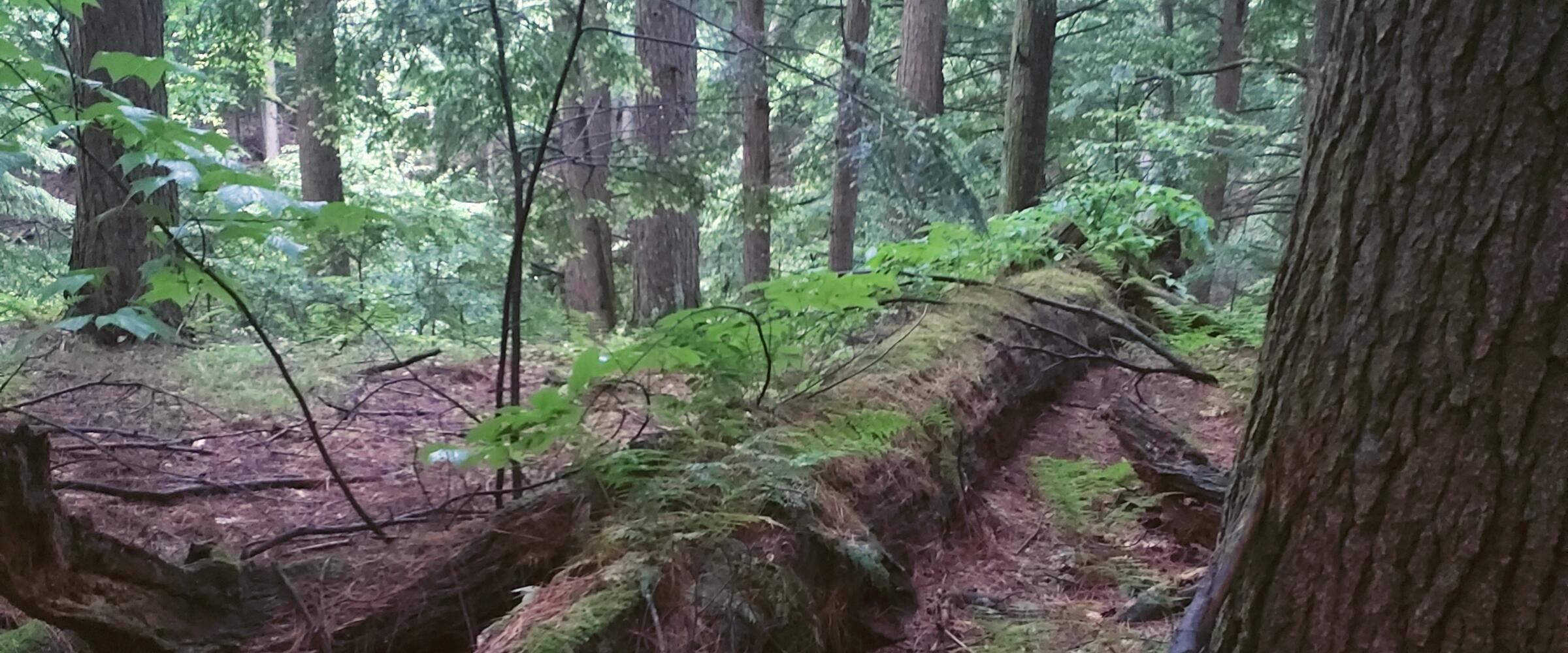 A photo of a old growth forest. The focal point is a large downed tree covered in moss. 