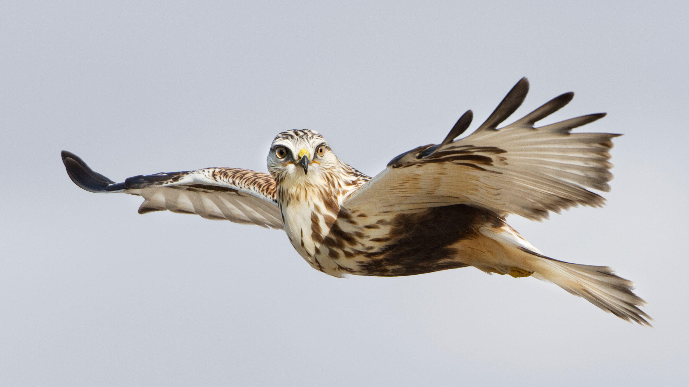 Rough-legged Hawk