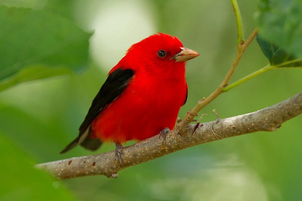 Scarlet Tanager