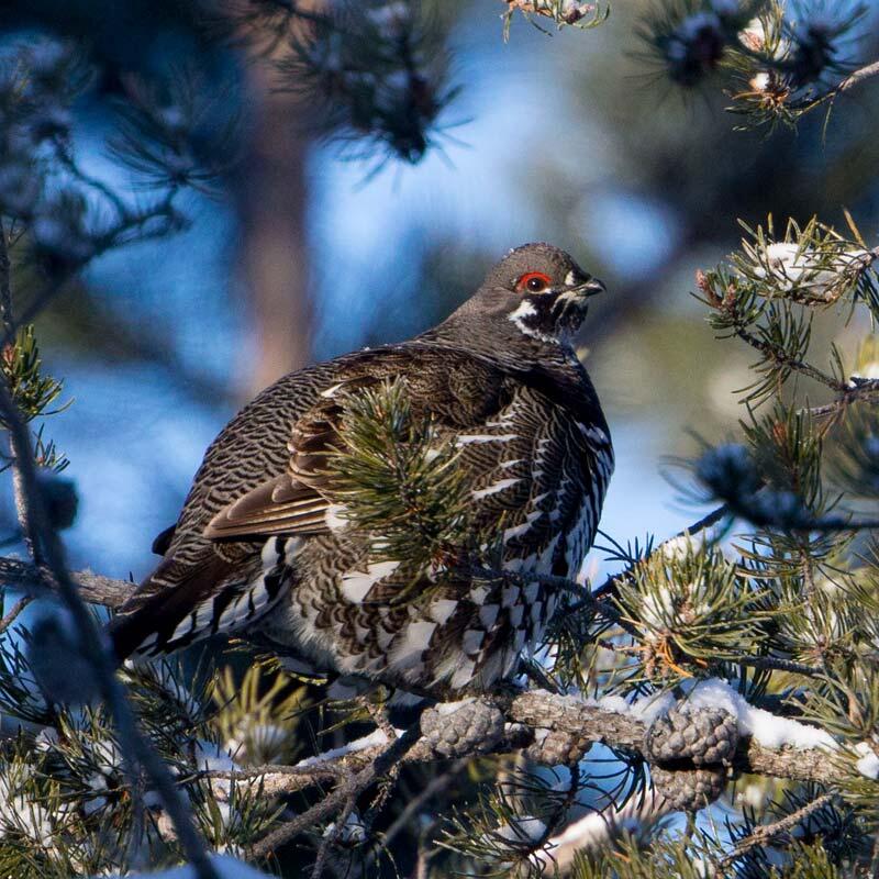 A Spruce Grouse rests on a snowy pine branch.