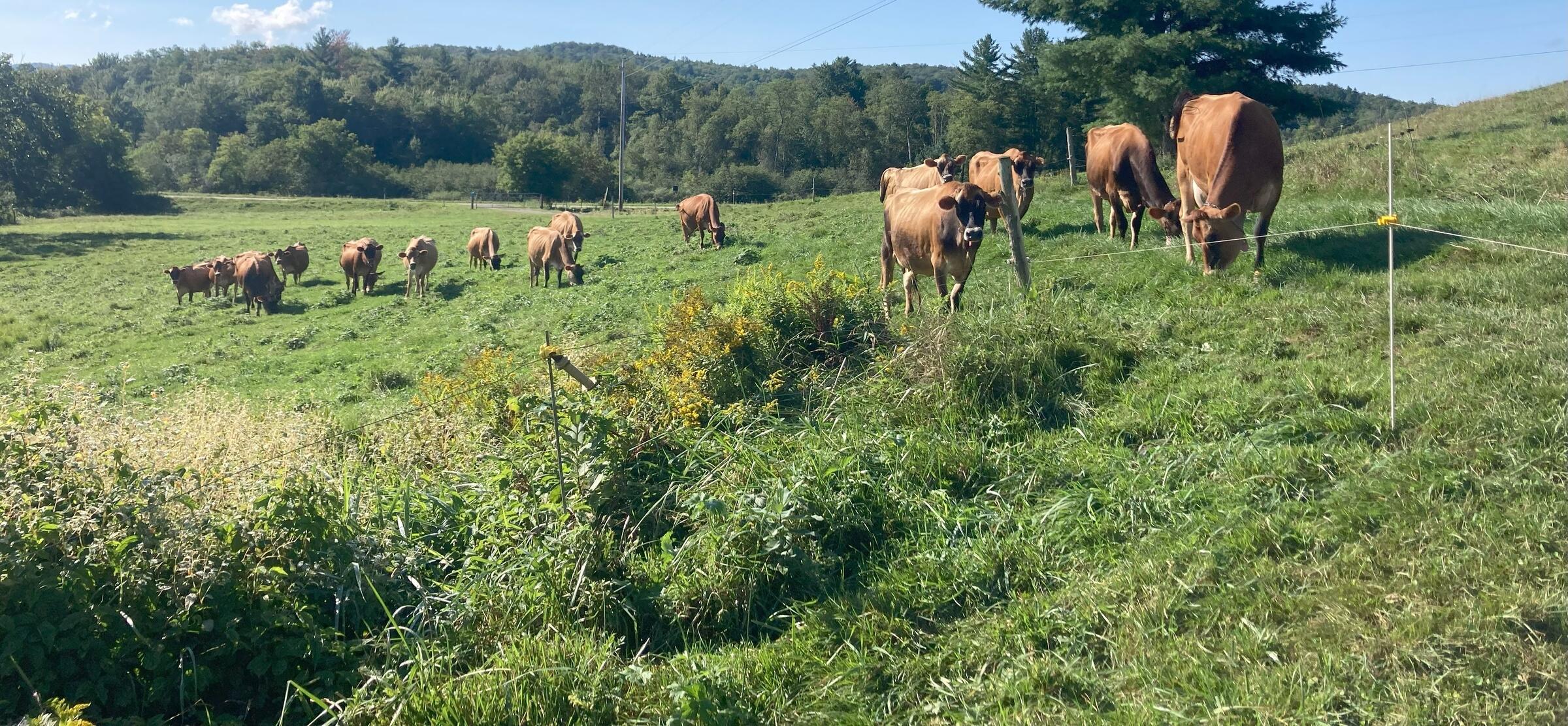 Jersey dairy cows graze in a grass field