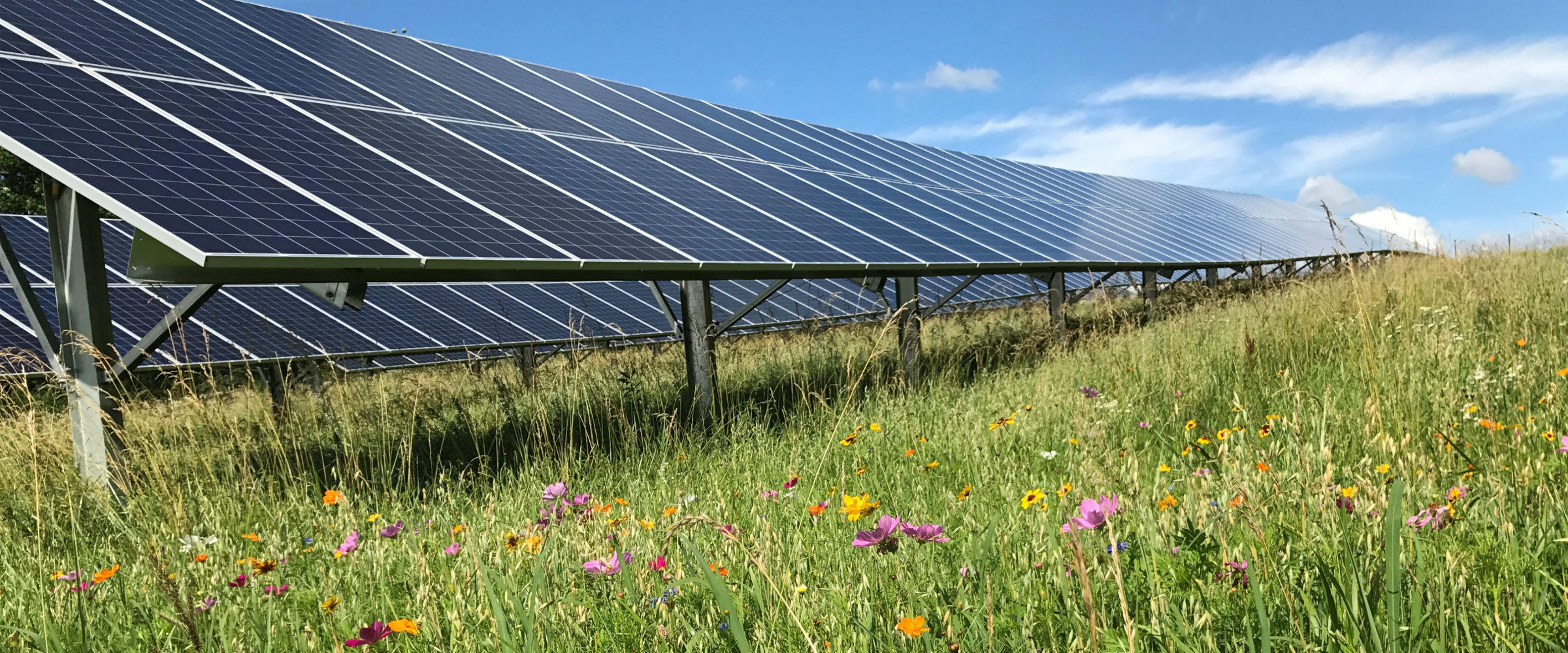 Solar for Birds and Bees