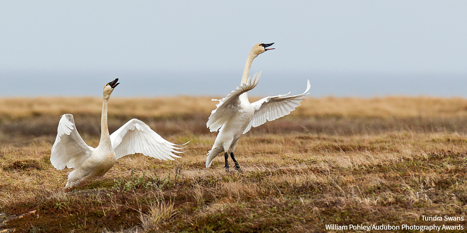 Tundra Swans Pair Take Off