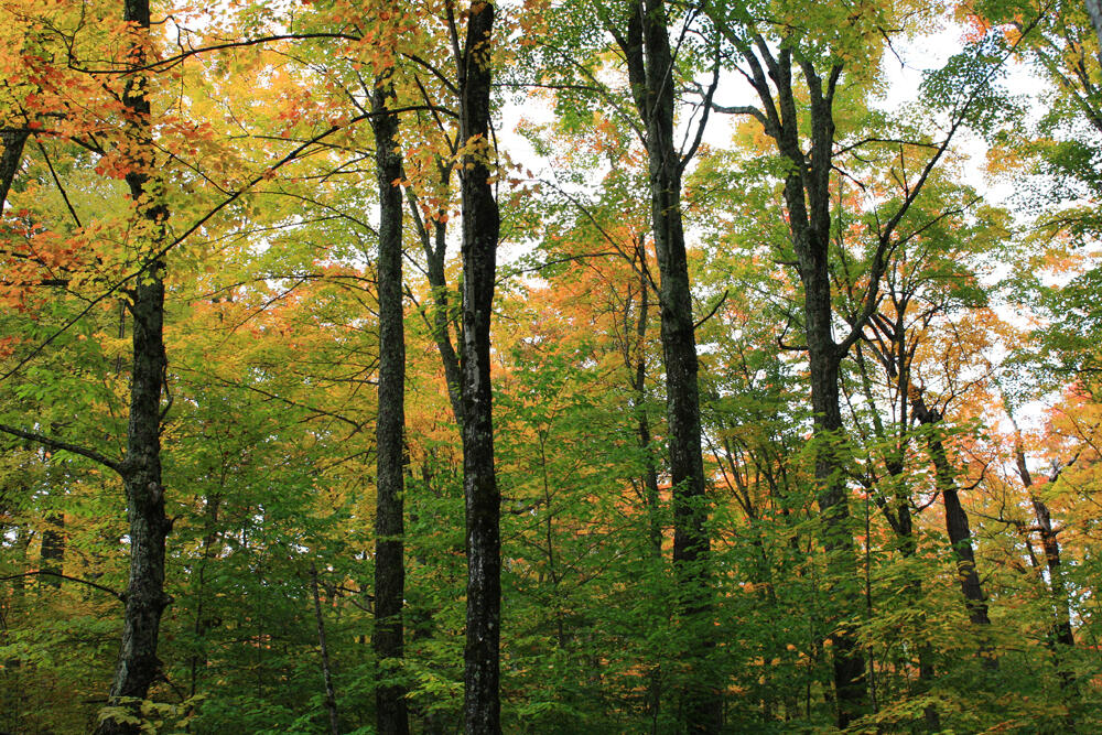 Vermont forest landscape