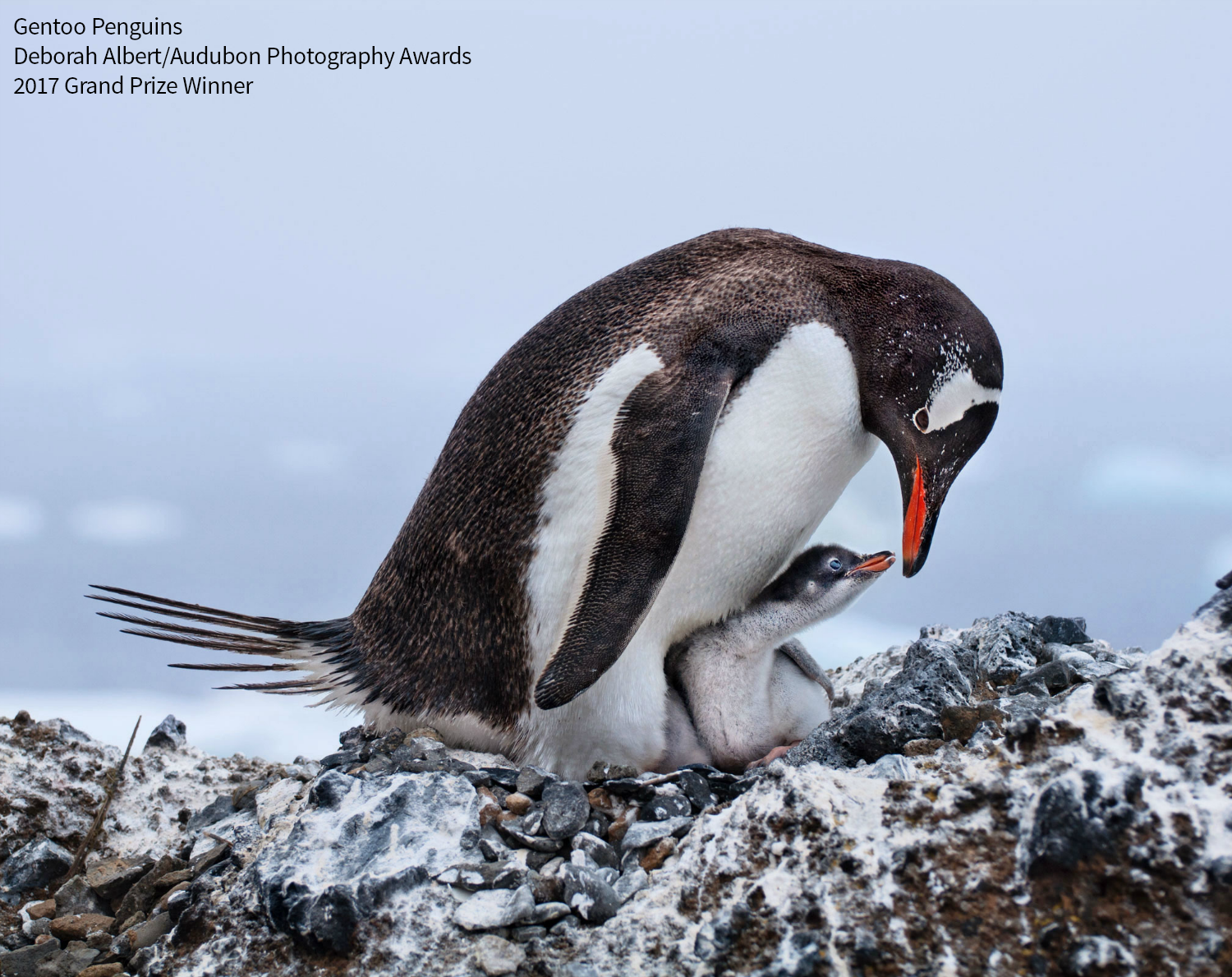 Gentoo Penguins. Photo: Deborah Albert/Audubon Photography Awards
