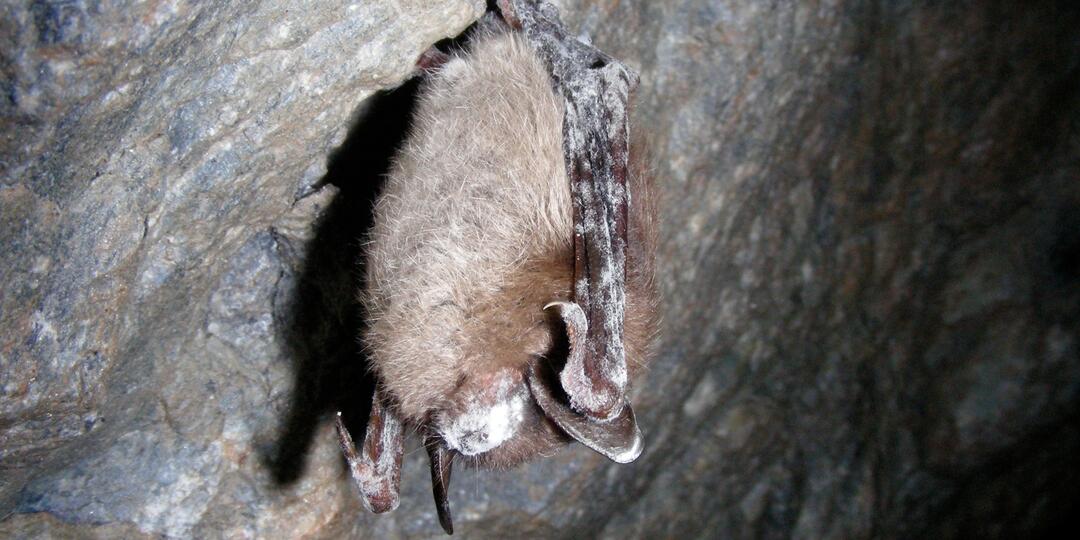A little brown bat hanging upside down from a cave ceiling. It's wings and nose are covered with a fuzzy white fungus. 
