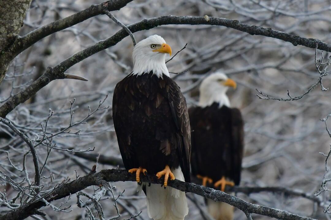 Two Bald Eagles rest on a frost-covered branch.