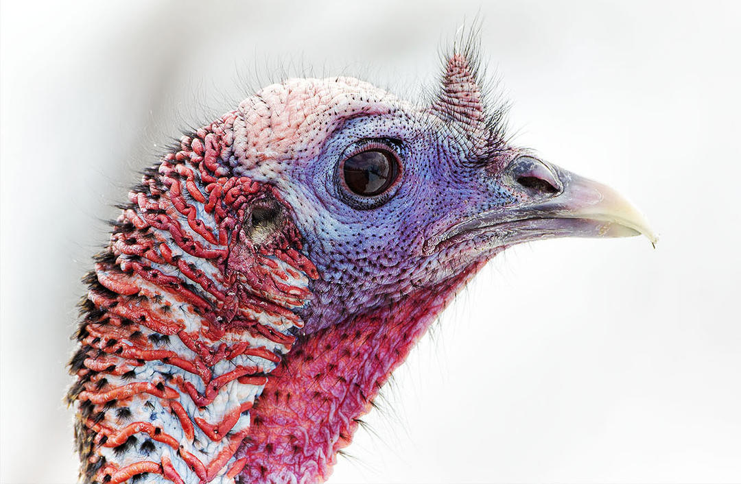Talking About Turkeys | Audubon Vermont