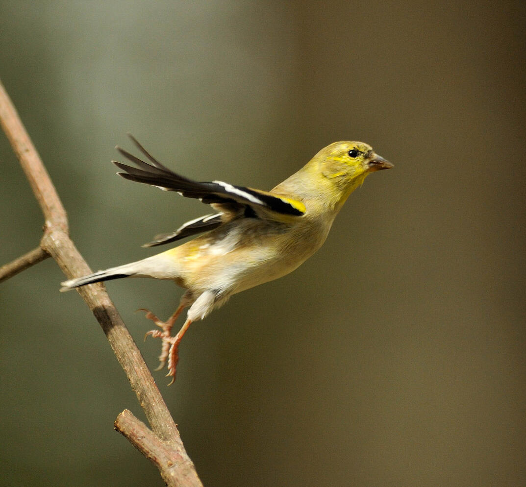 An American Goldfinch takes flight.