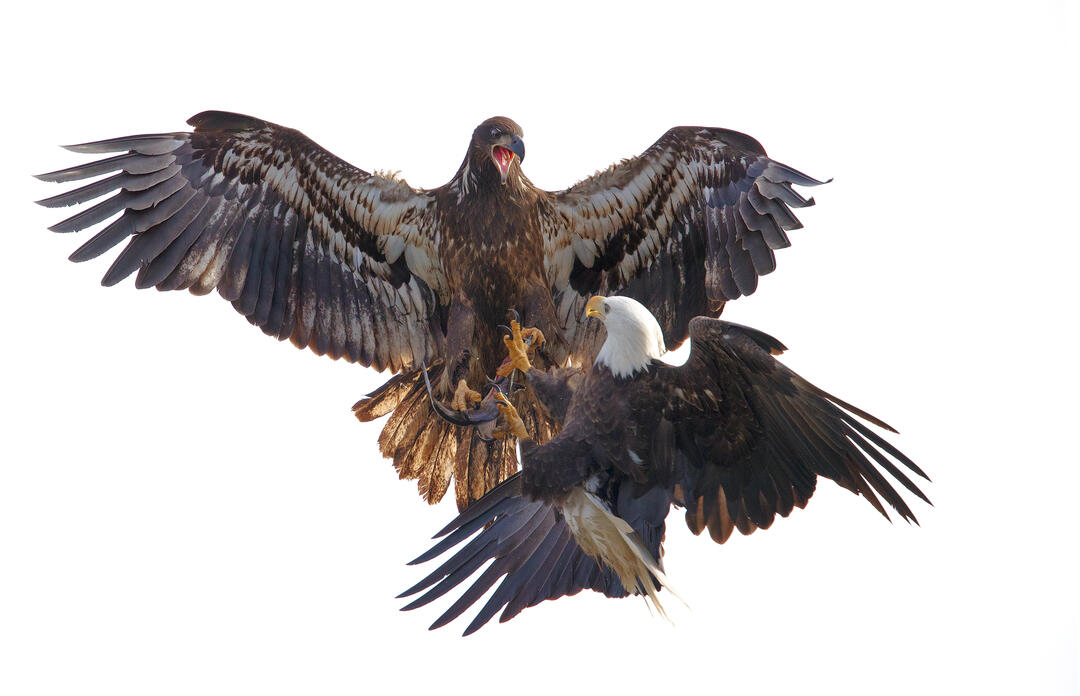 Two Bald Eagles in flight. 