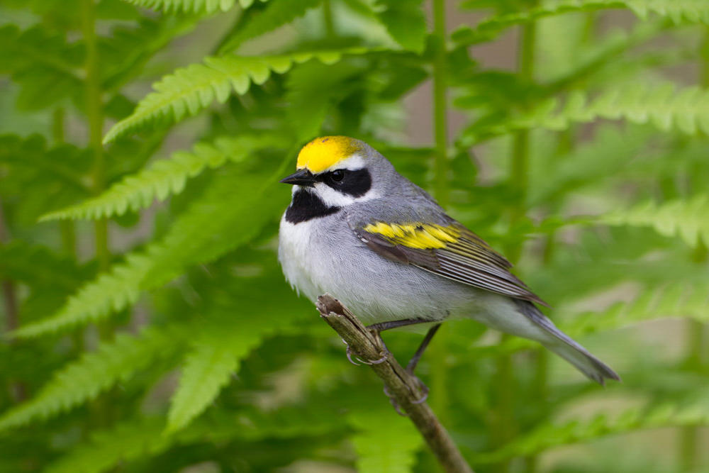 Birds on Town-Owned Lands | Audubon Vermont