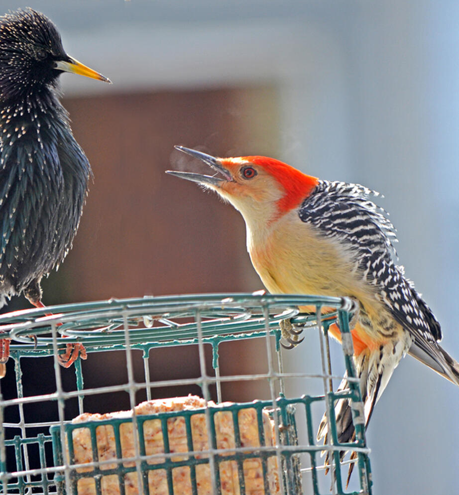 A Red-bellied Woodpecker and a European Starling jostle for the best position at a suet feeder.