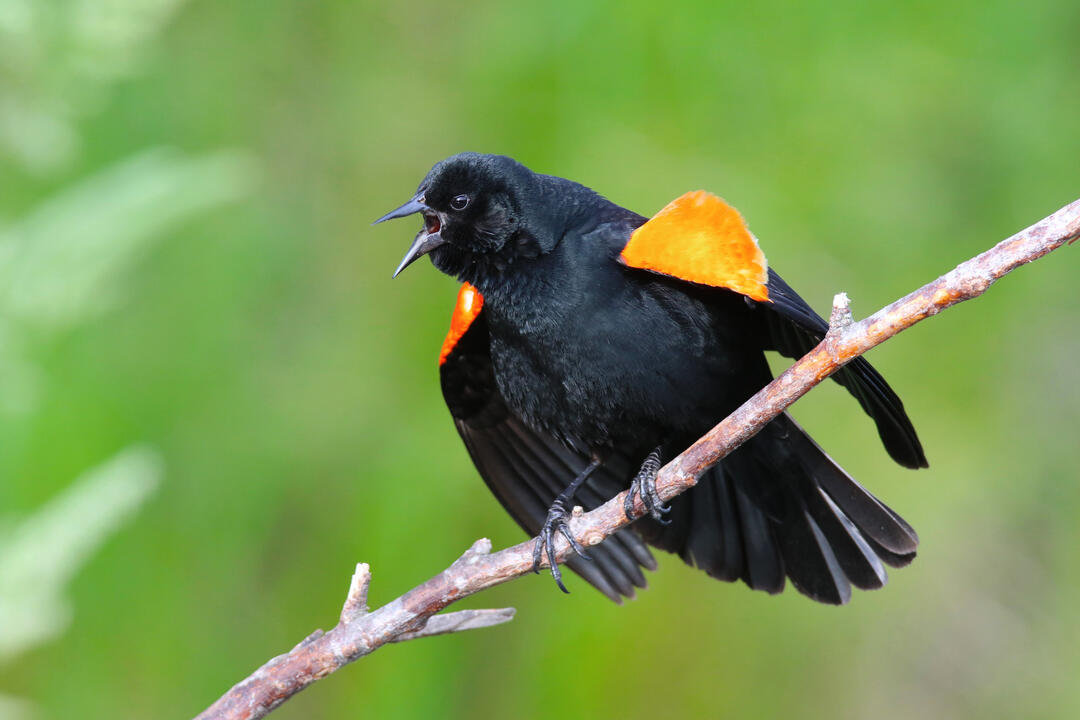 A male Red-winged Blackbird vocalizing a territorial call.
