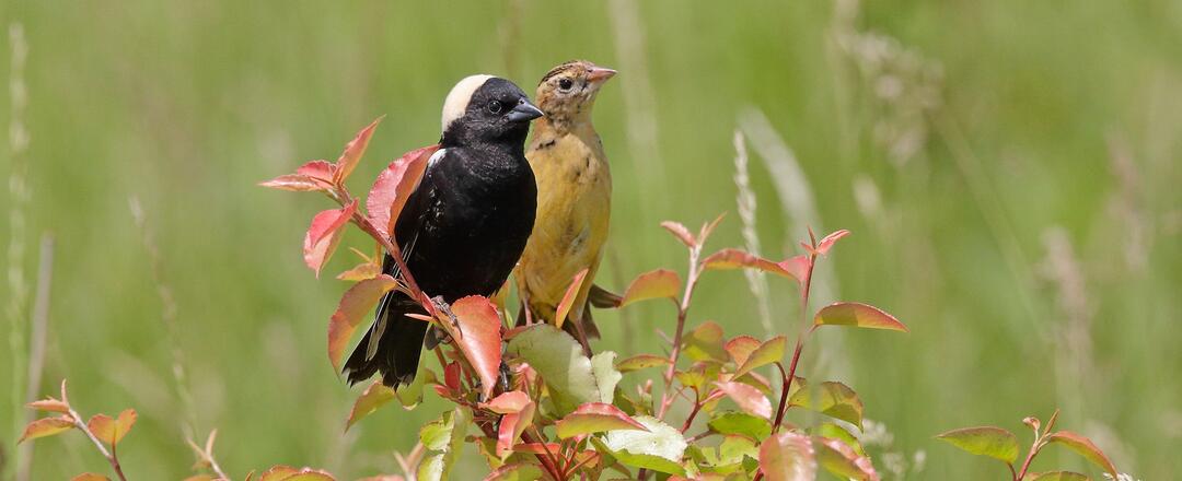 A male and female Bobolink perched together on a shrub