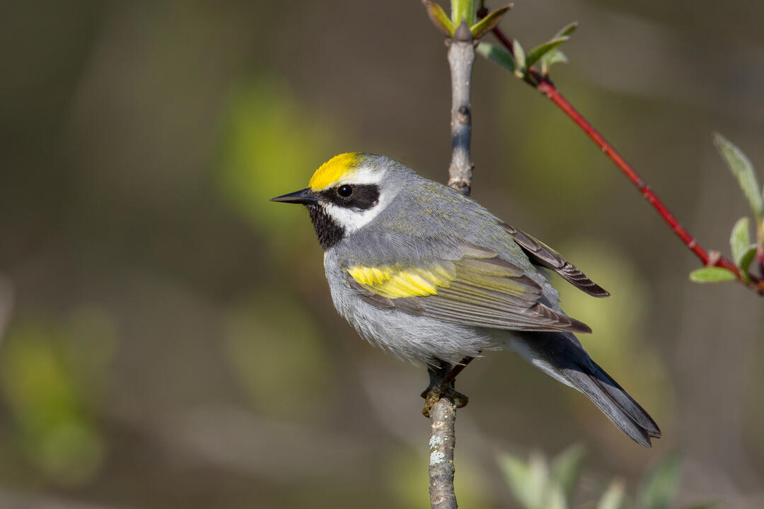 A bright yellow golden-winged warbler perches on a branch.