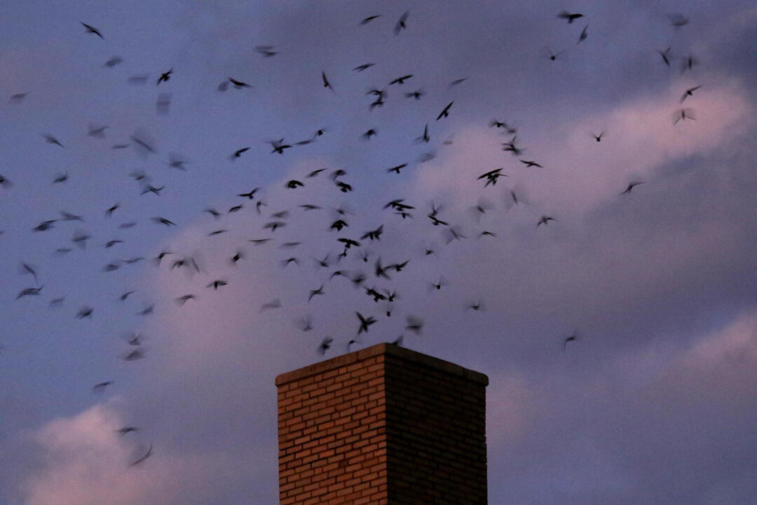 Chimney Swifts roosting