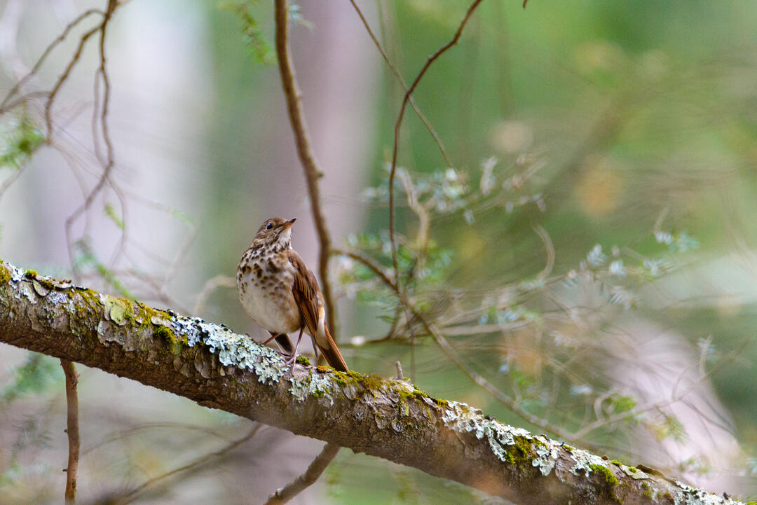 Hermit Thrush, Vermont's state bird.
